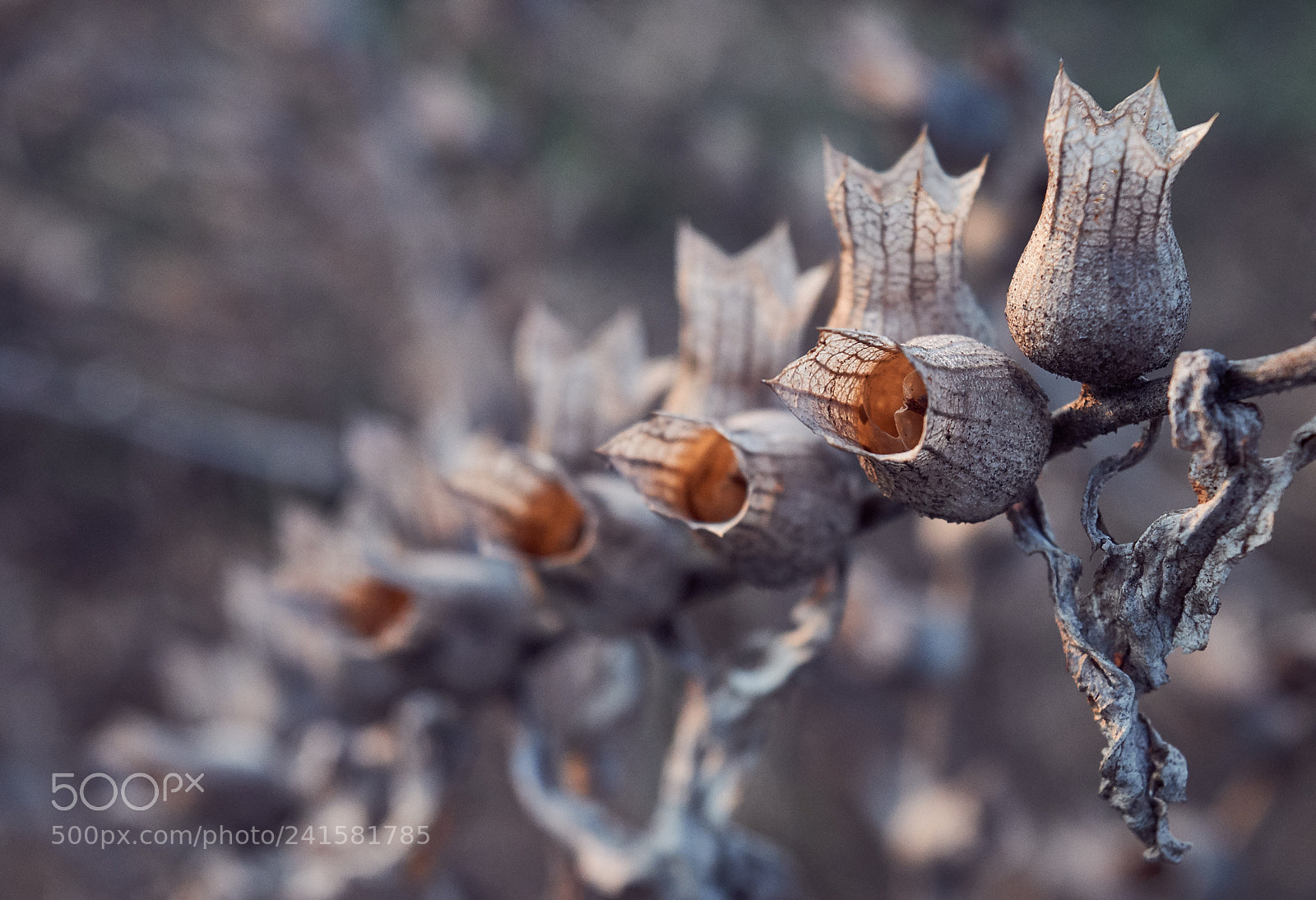 Nikon D5500 sample photo. Colors of winter photography