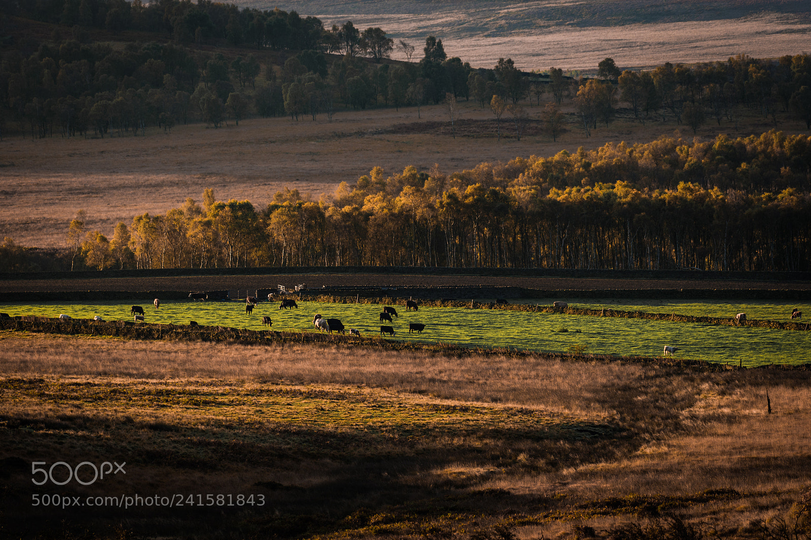 Nikon D7200 sample photo. Autumn photography