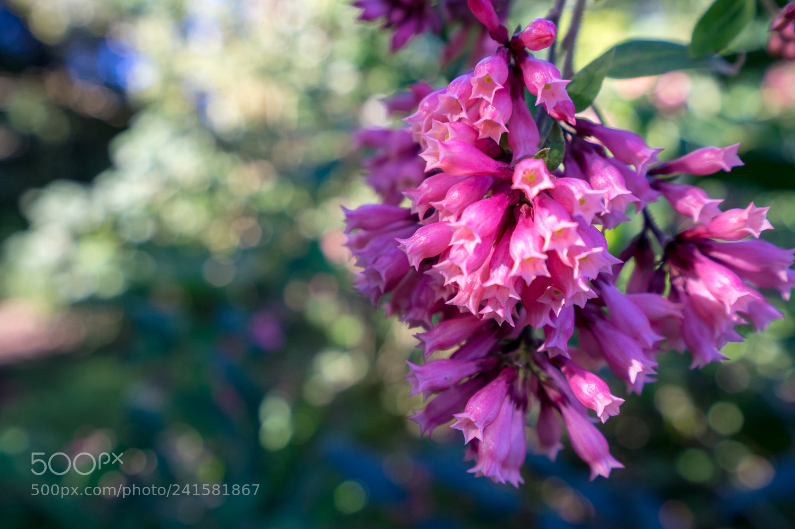 Sony a7 sample photo. Flowers at the sf photography