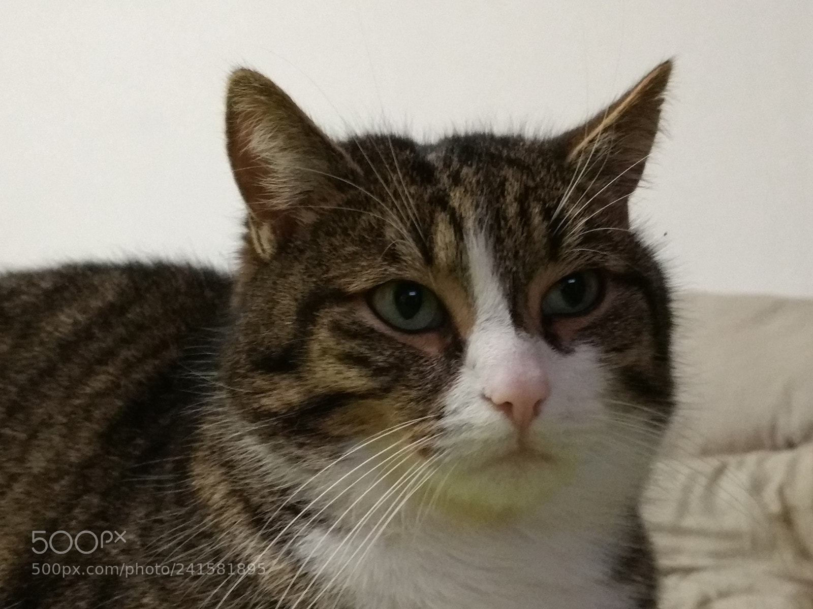 Motorola Moto G (4) sample photo. Mini is watching tv photography