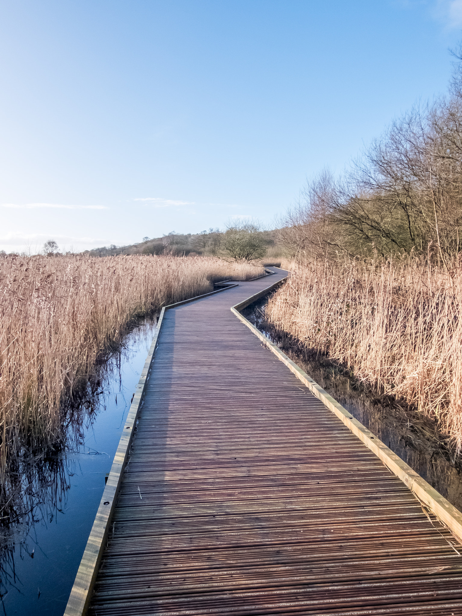 Fujifilm XQ2 sample photo. Walkway through the reeds photography