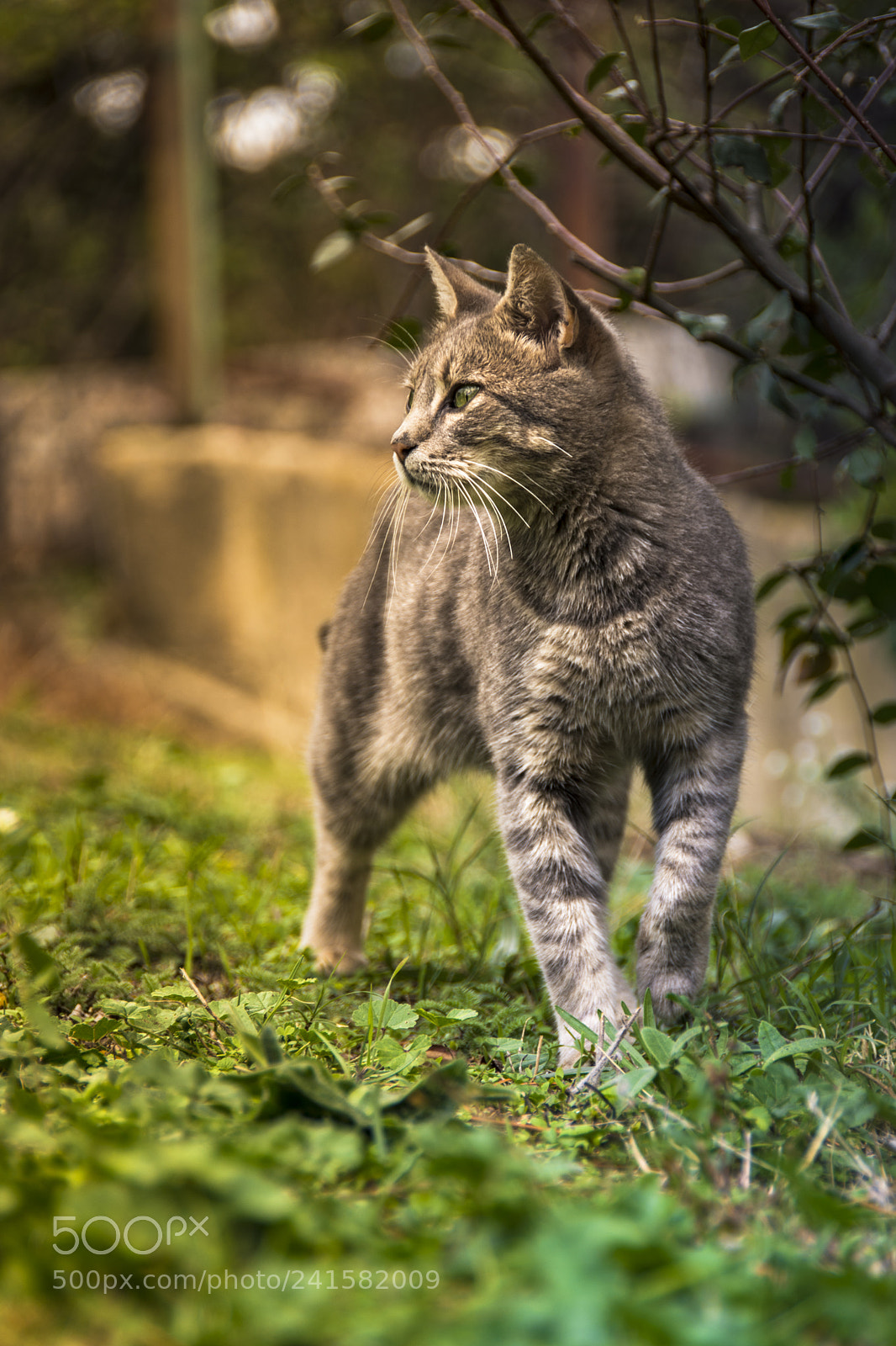Nikon D7200 sample photo. The flash photography