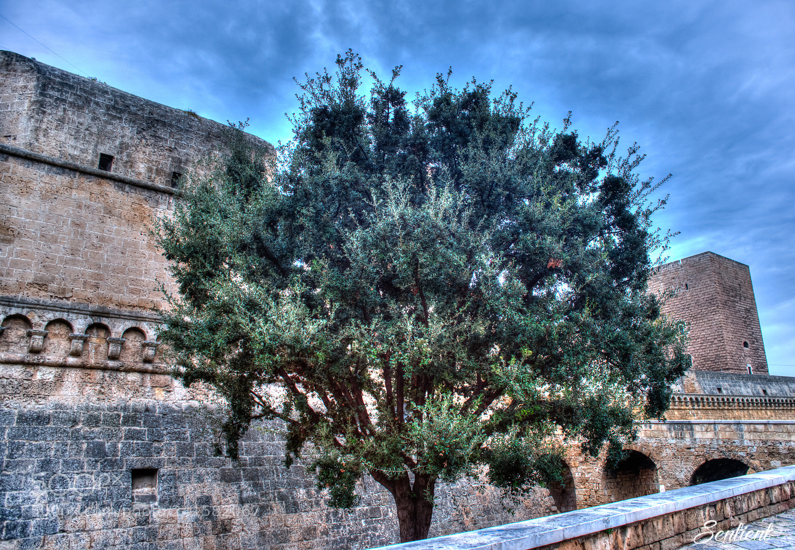 Nikon D800 sample photo. Solo olive tree photography