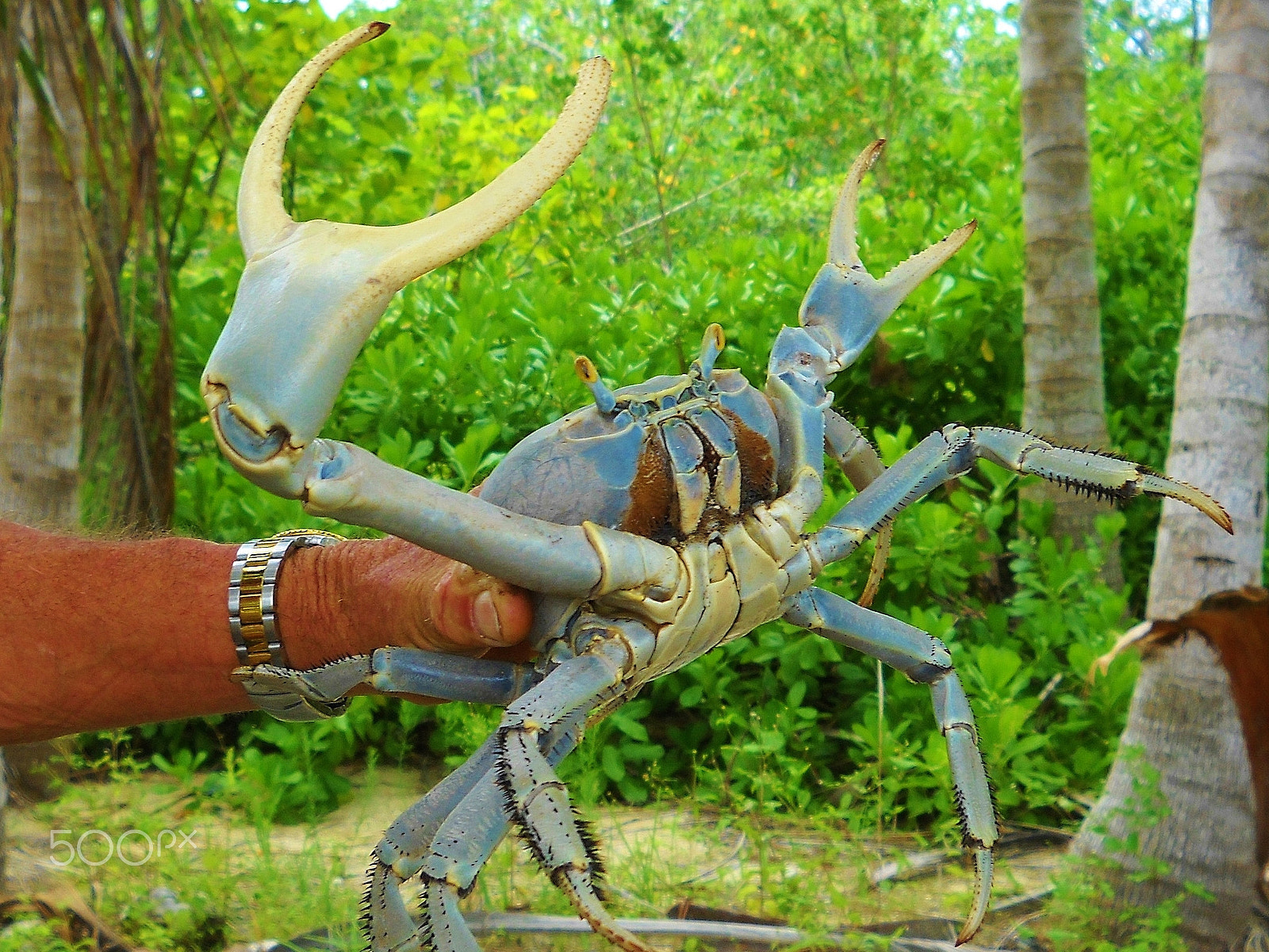Nikon Coolpix L20 sample photo. Male land crab photography