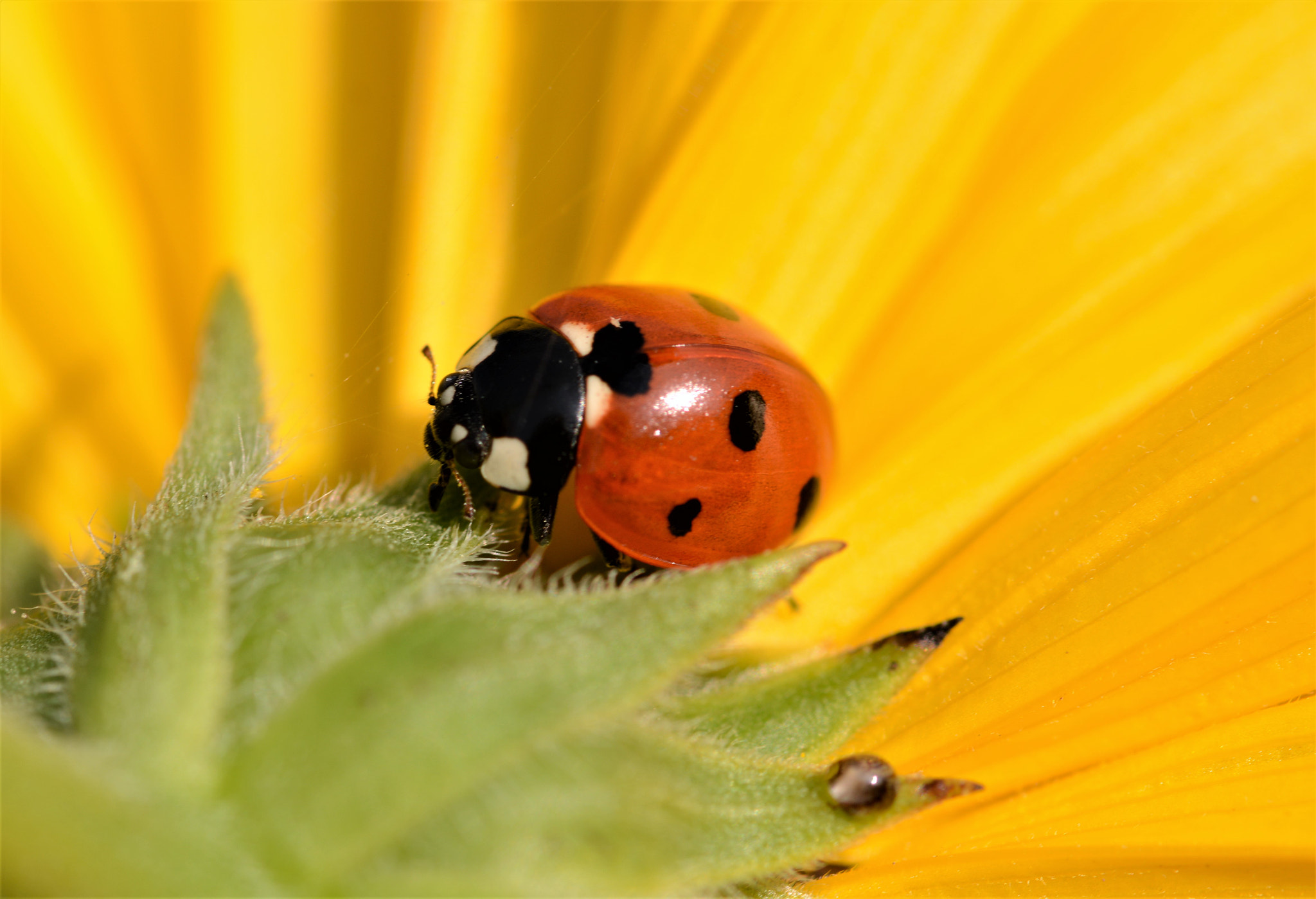 Sigma 105mm F2.8 EX DG OS HSM sample photo. M photography