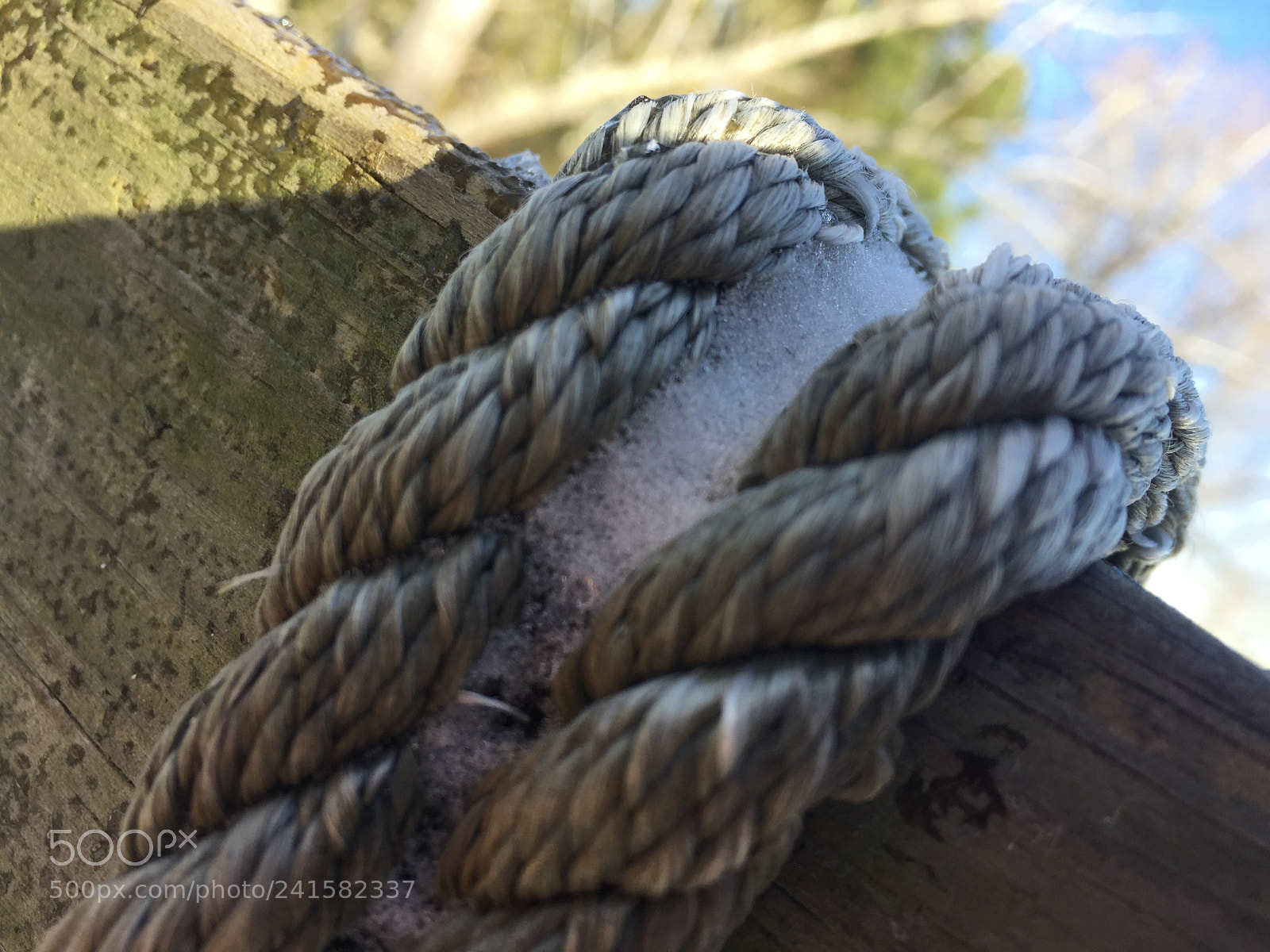 Apple iPhone 6 sample photo. Untitled photography