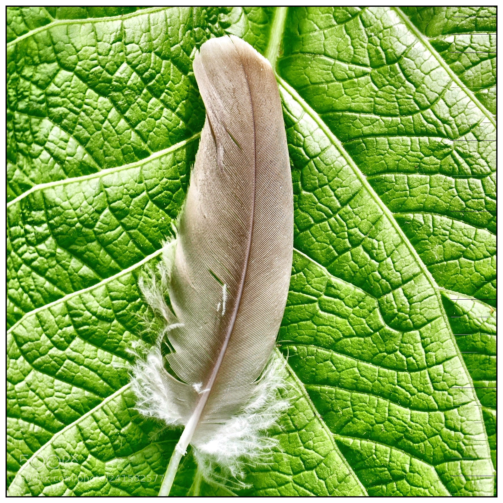 Panasonic Lumix DMC-FZ1000 sample photo. The feather on leaf photography