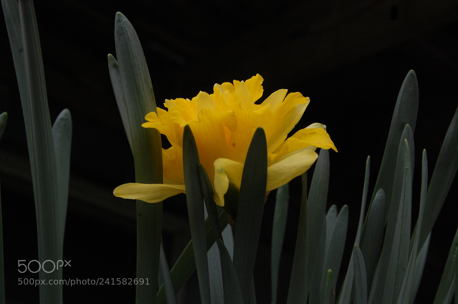 Nikon D40 sample photo. A light in the photography