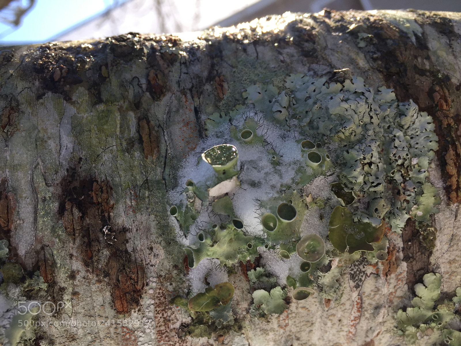 Apple iPhone 6 sample photo. Moss photography