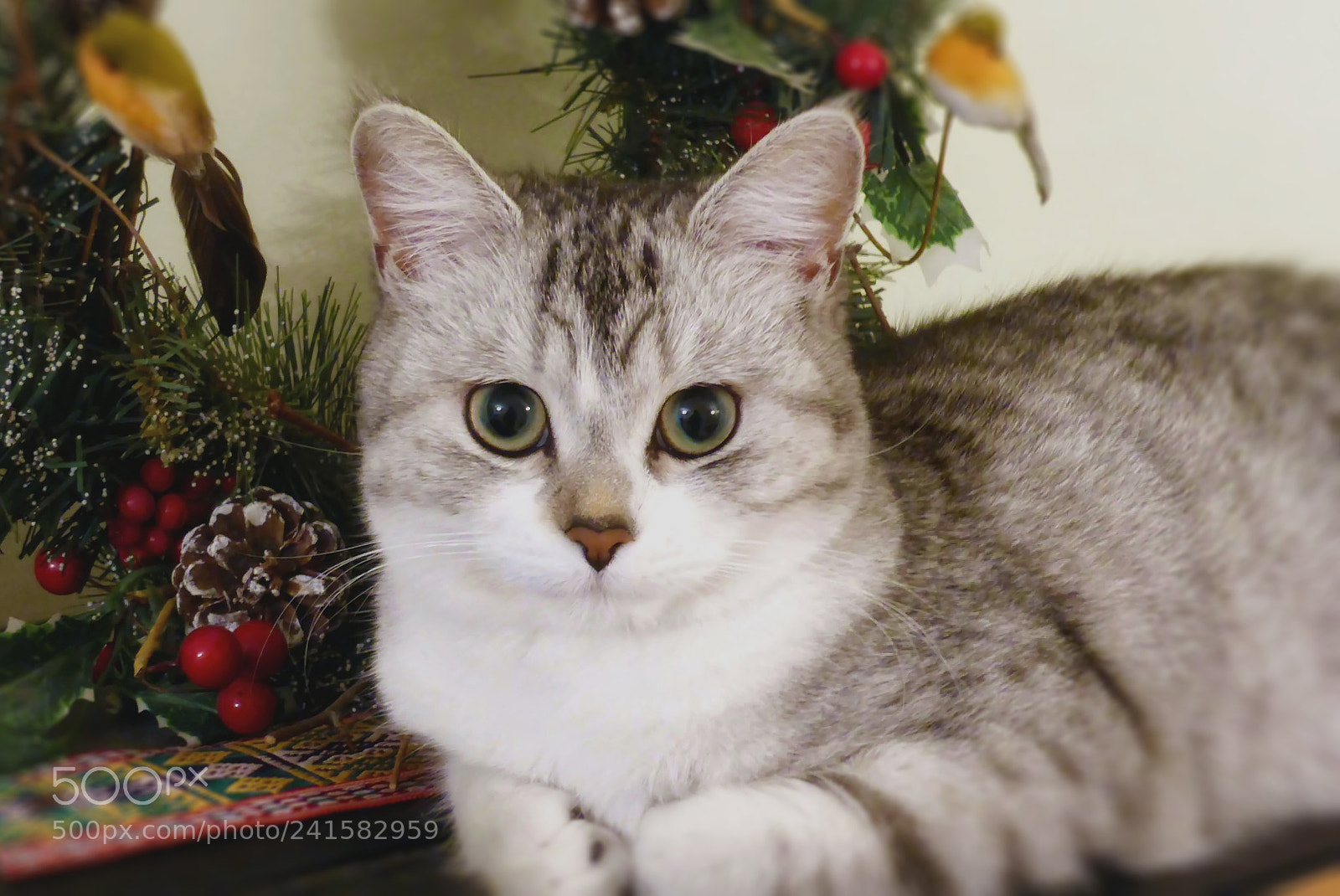 Panasonic Lumix DMC-ZS30 (Lumix DMC-TZ40) sample photo. Portrait de bella photography