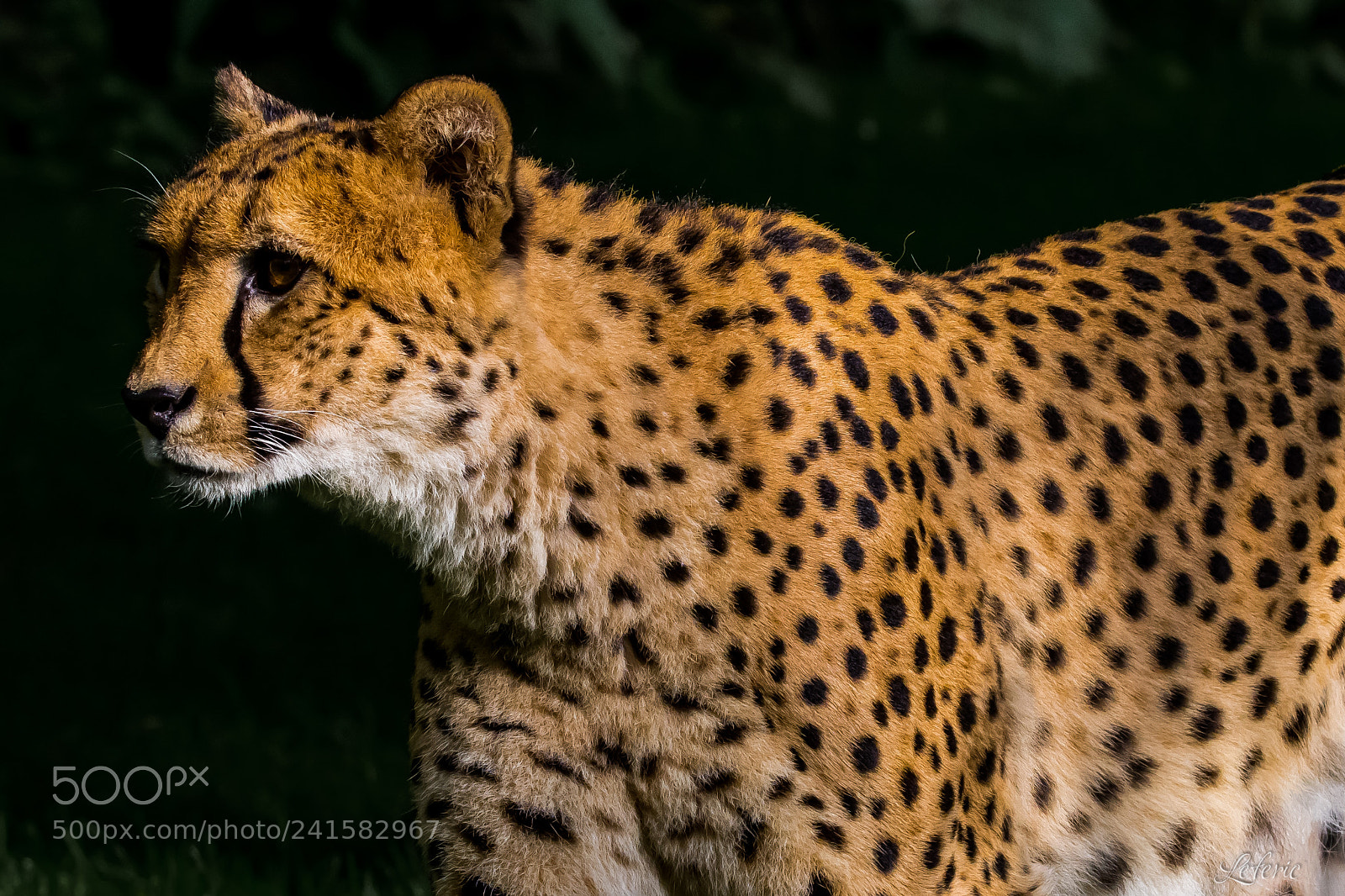 Nikon D7200 sample photo. Roarrrr... photography