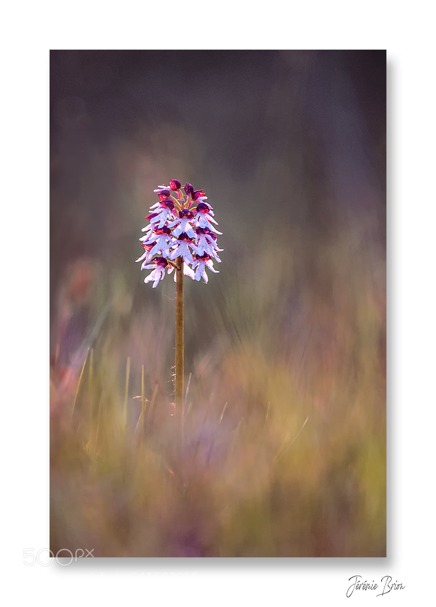 Nikon D90 sample photo. Douce et fragile ... photography