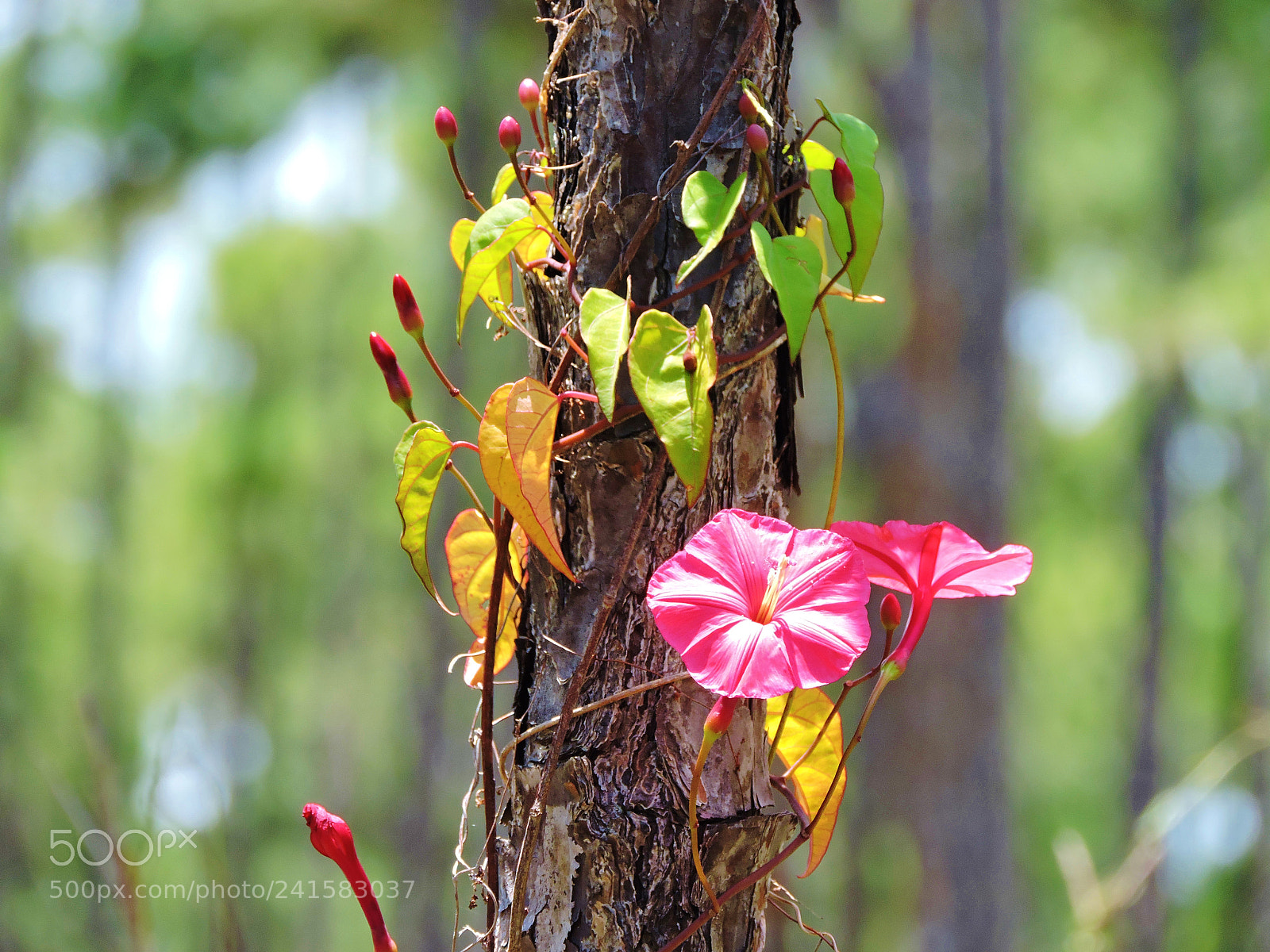 Nikon Coolpix P530 sample photo. Wild flowering vine photography