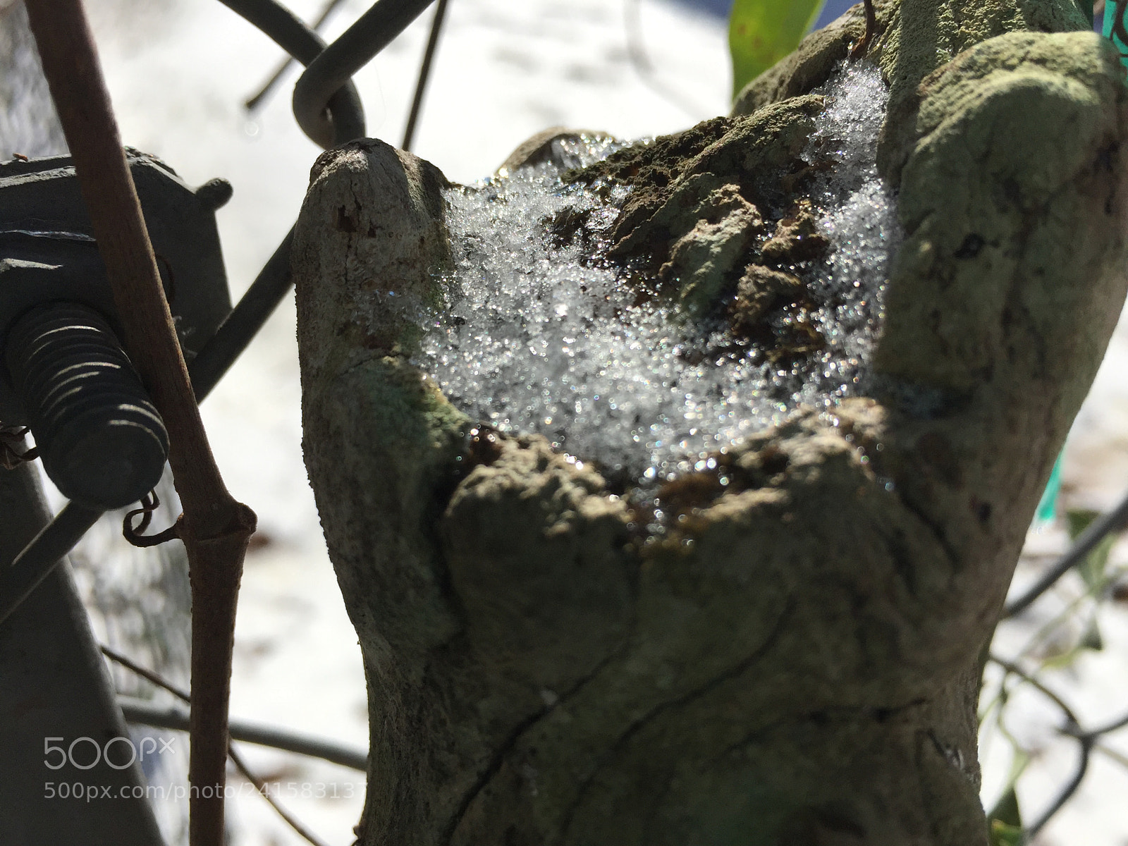 Apple iPhone 6 sample photo. Tree stump photography