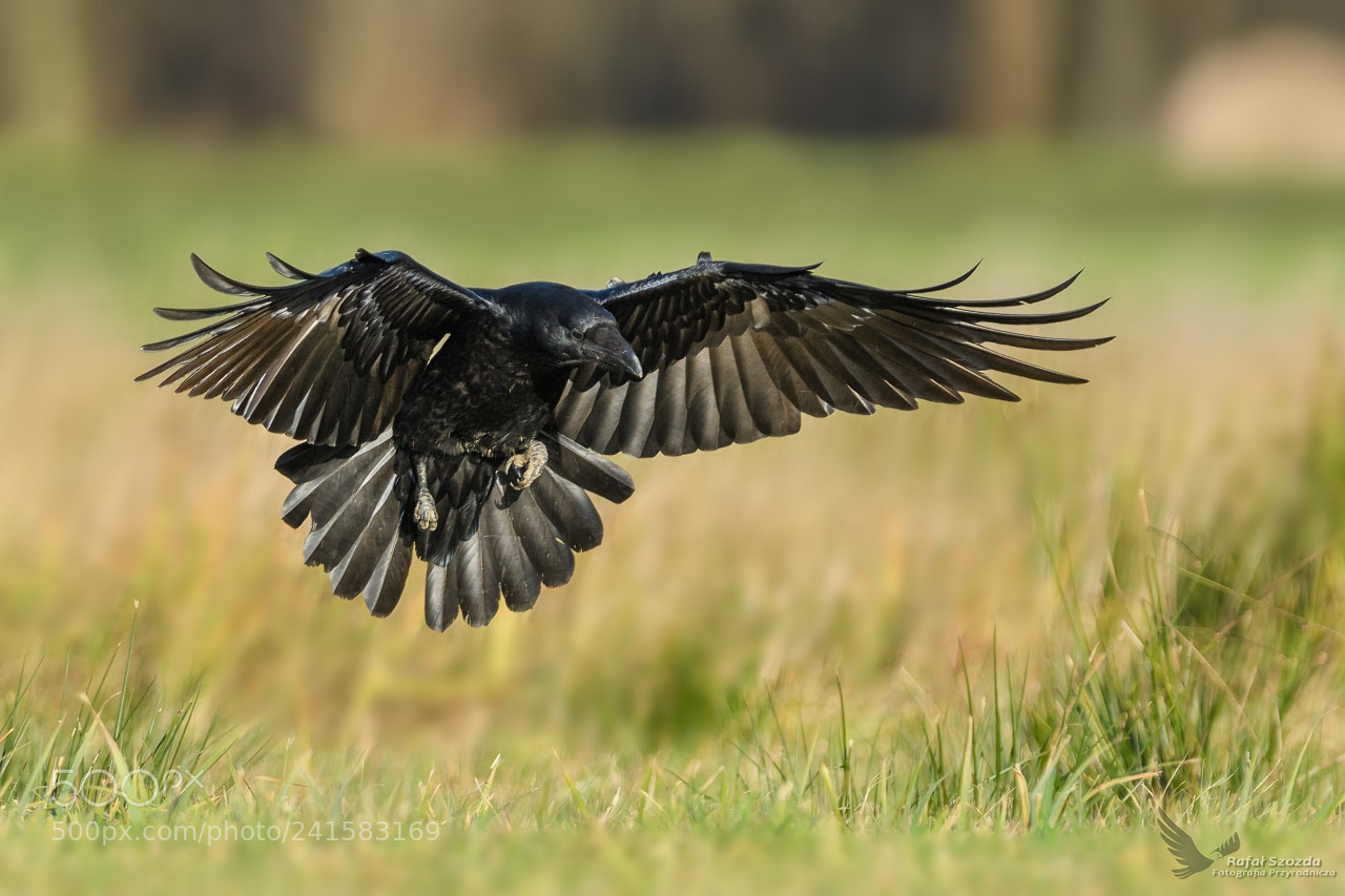 Nikon D500 sample photo. Kruk, common raven corvus photography