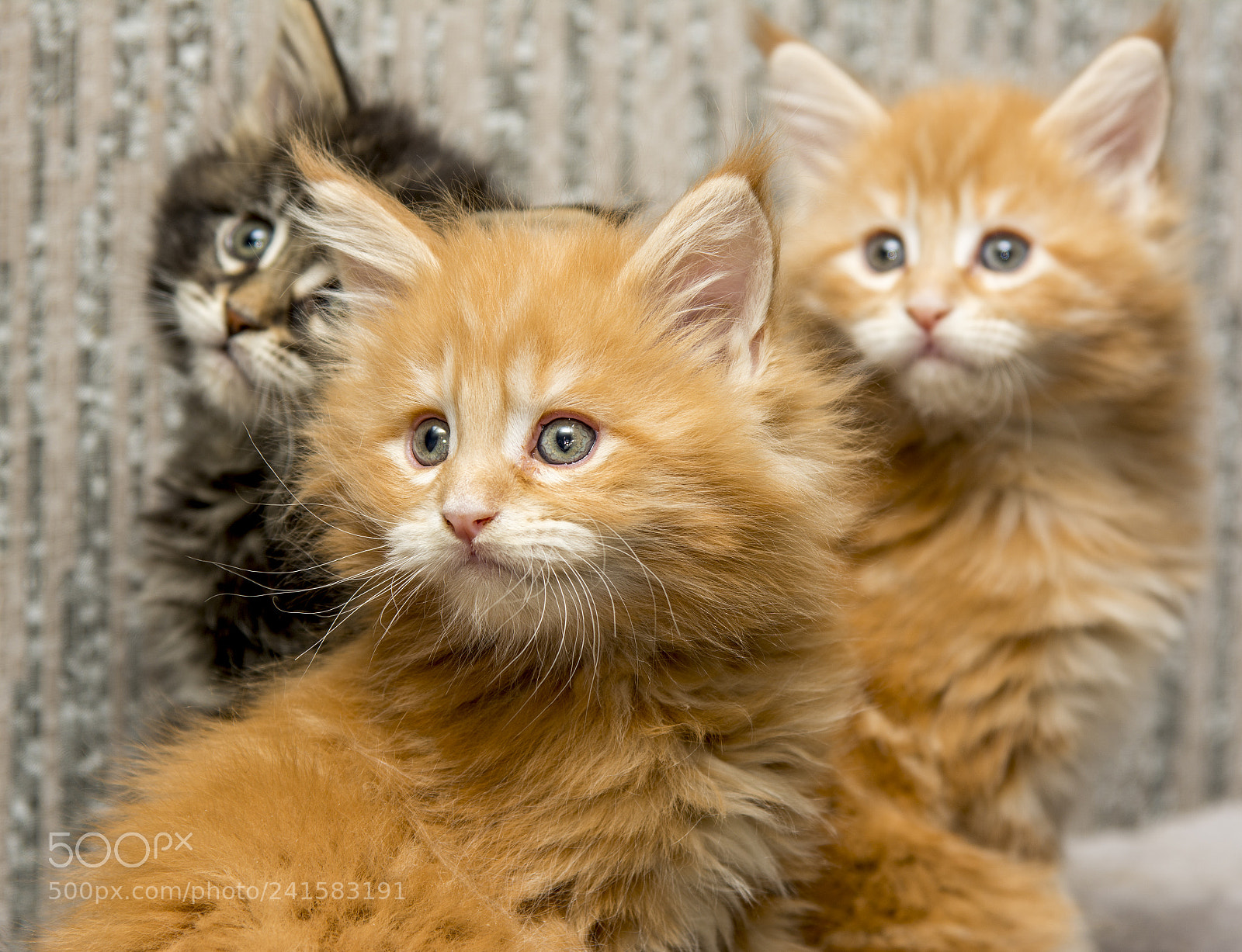 Nikon D7100 sample photo. Kitty photography