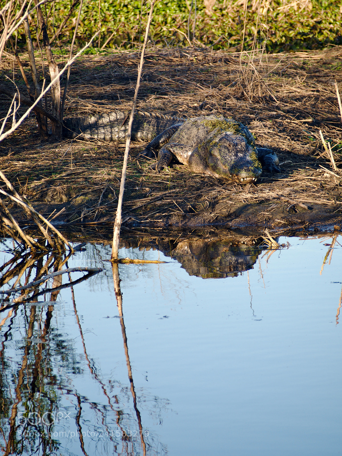 Olympus OM-D E-M5 sample photo. Lake apopka alligator photography