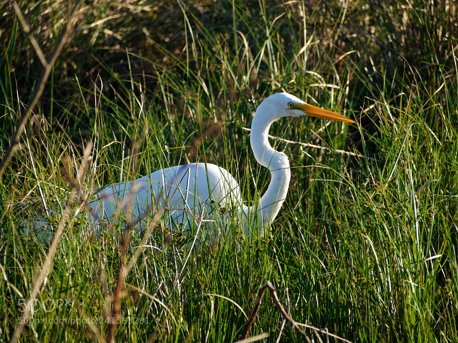 Olympus OM-D E-M5 sample photo. Egret photography