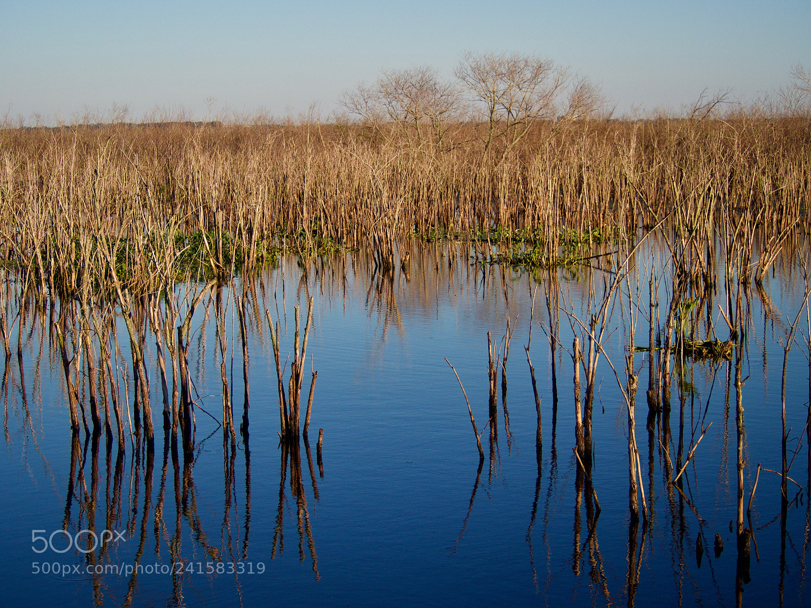 Olympus OM-D E-M5 sample photo. Lake apopka photography