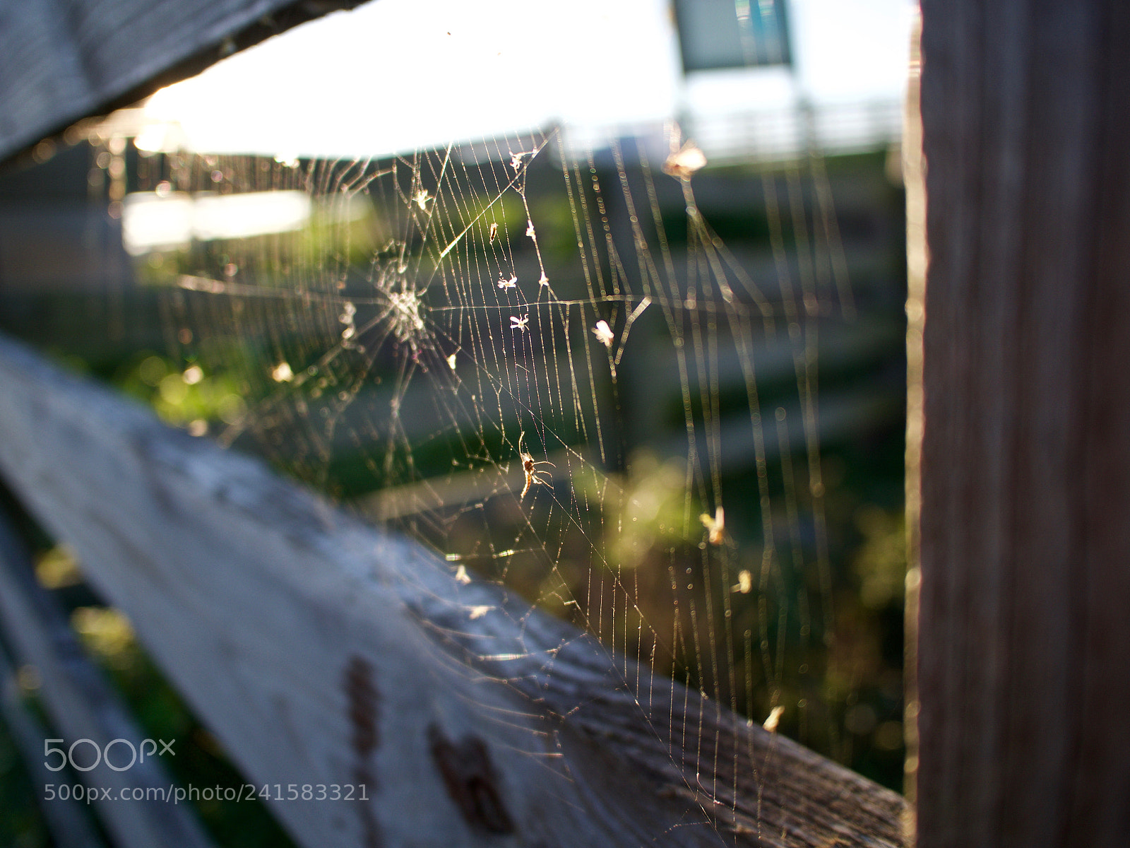Olympus OM-D E-M5 sample photo. Spider web photography