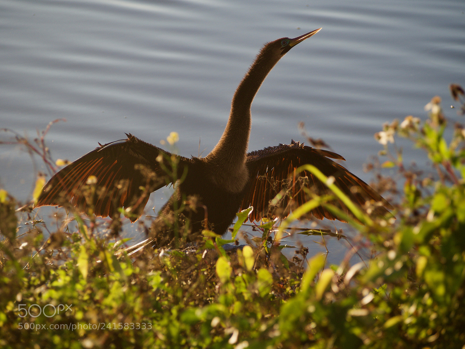 Olympus OM-D E-M5 sample photo. Water bird photography