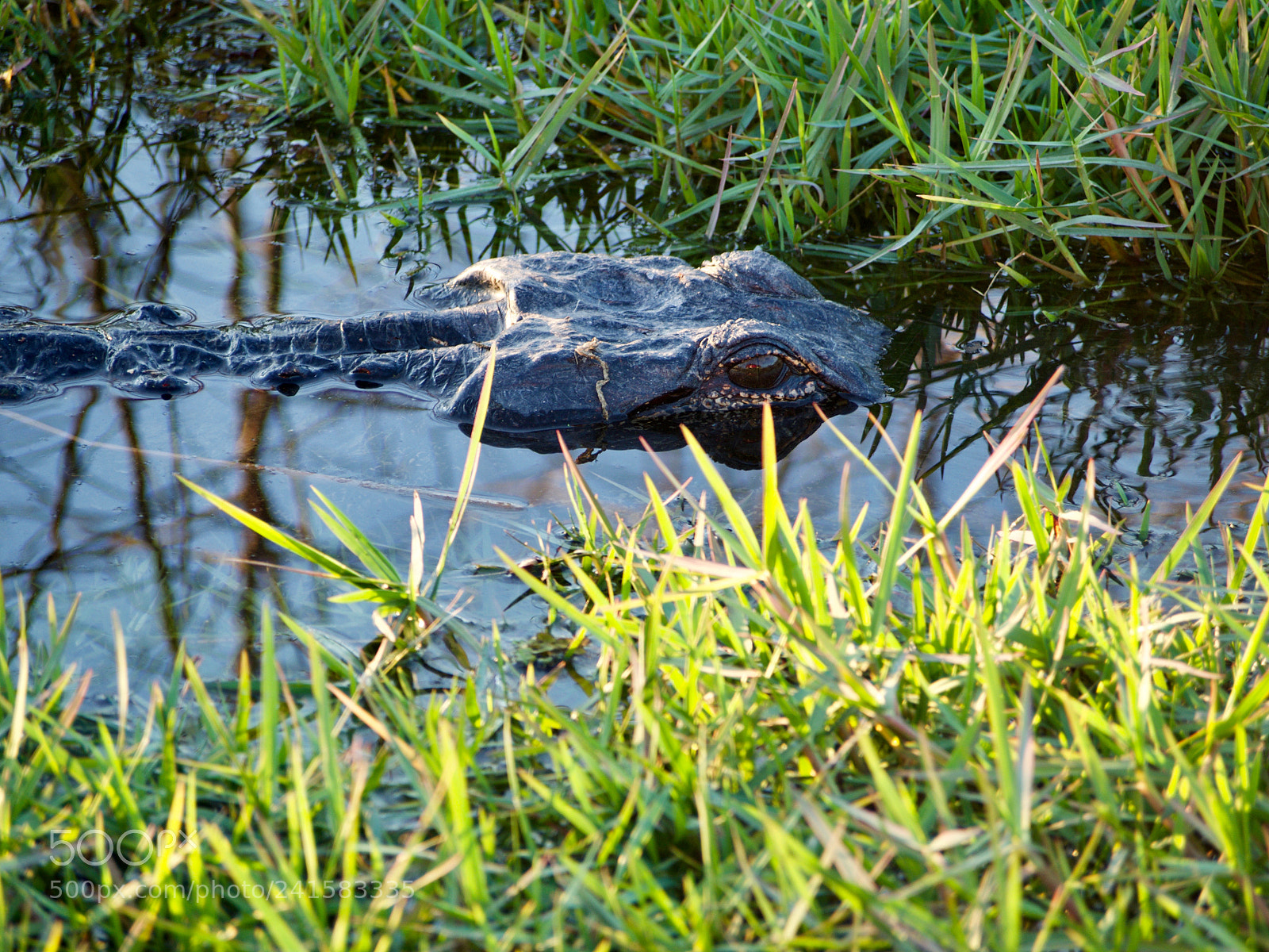 Olympus OM-D E-M5 sample photo. Alligator eye photography