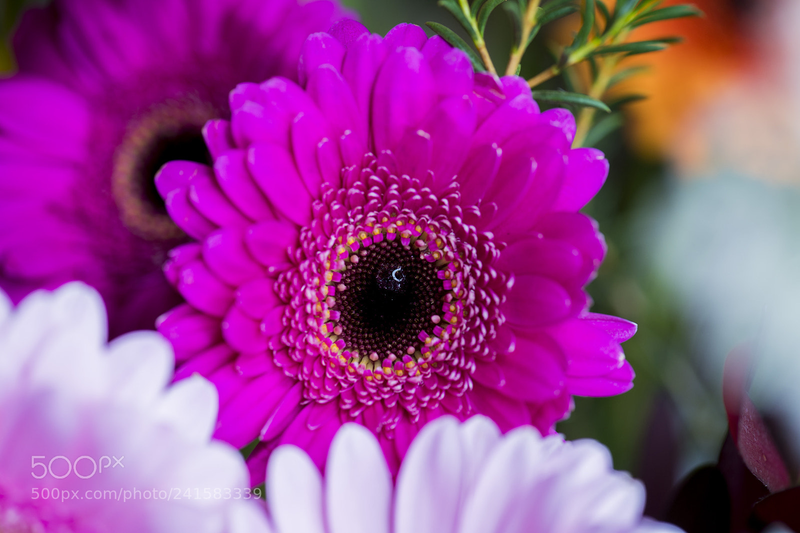 Nikon D850 sample photo. Different colour flowers photography