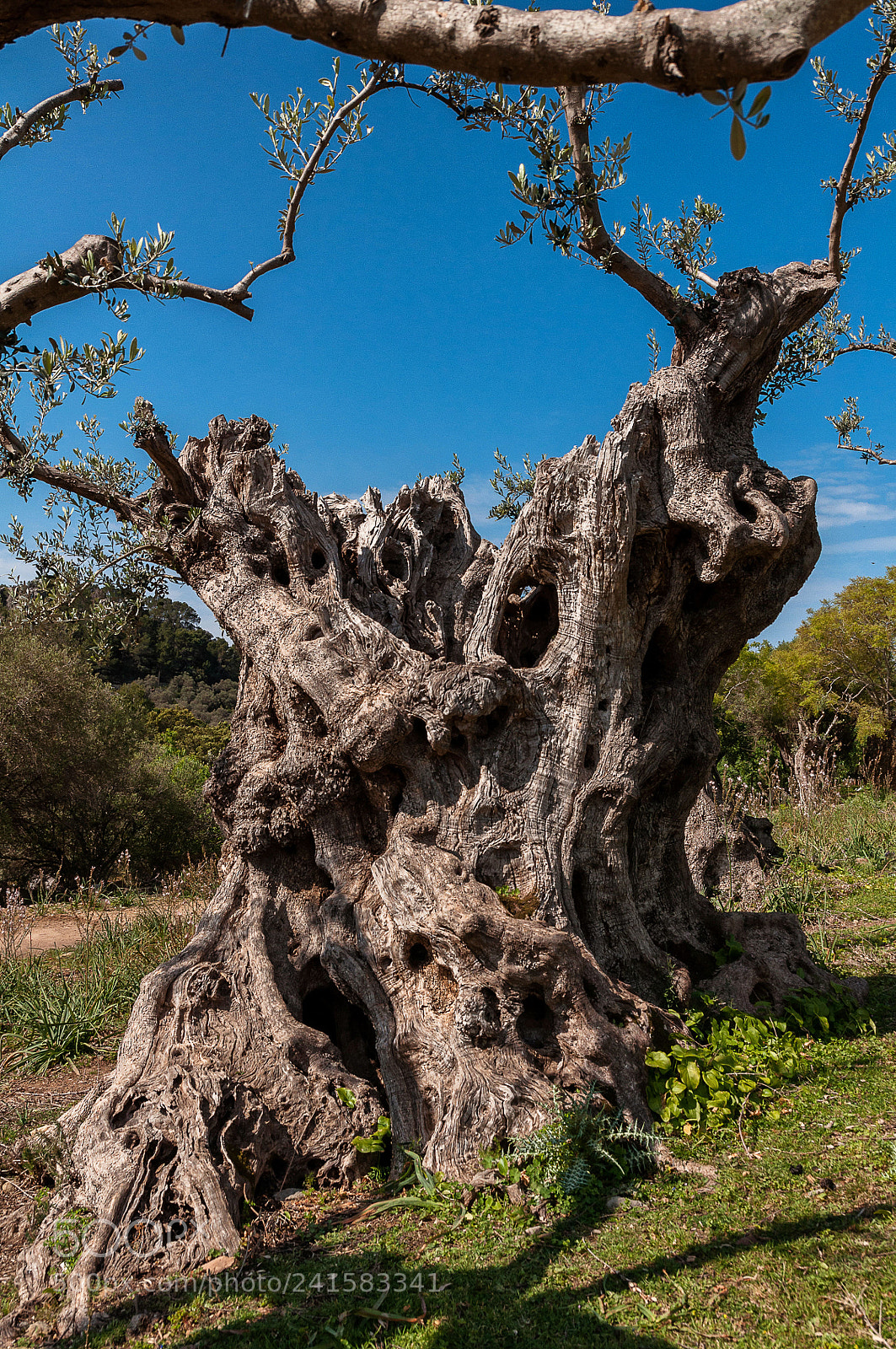 Nikon D90 sample photo. Olive tree photography