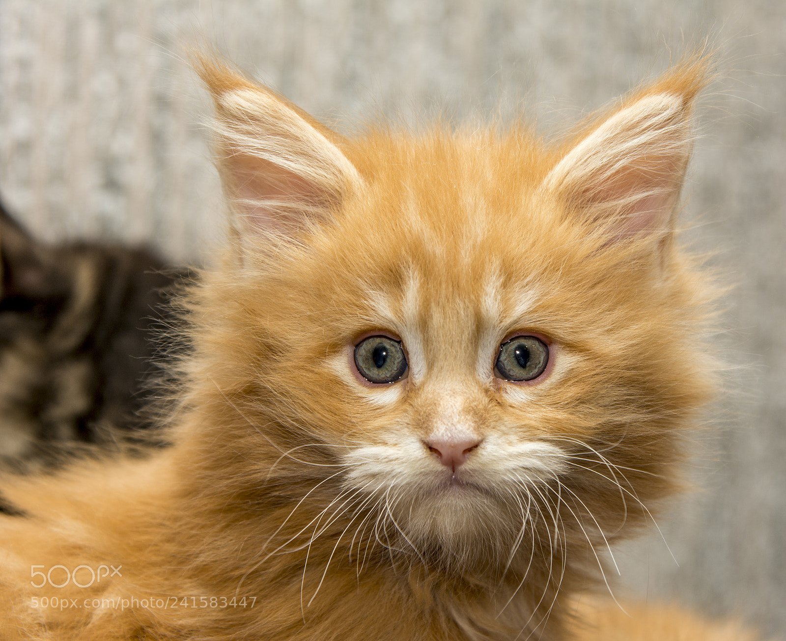 Nikon D7100 sample photo. Kitty photography