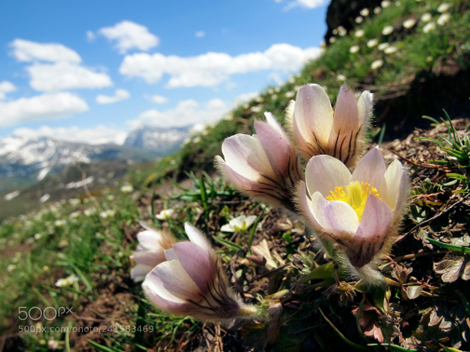 Olympus E-620 (EVOLT E-620) sample photo. Primavera in montagna photography