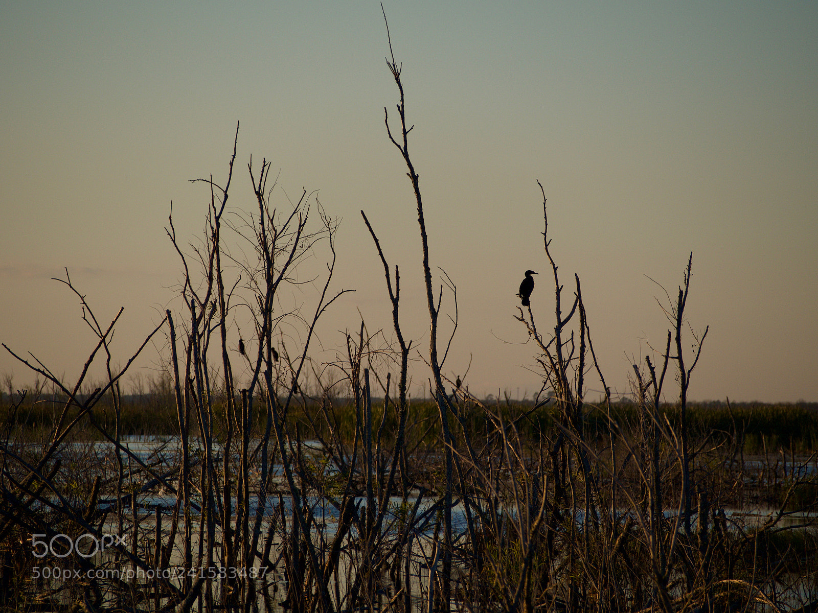 Olympus OM-D E-M5 sample photo. Lone bird photography