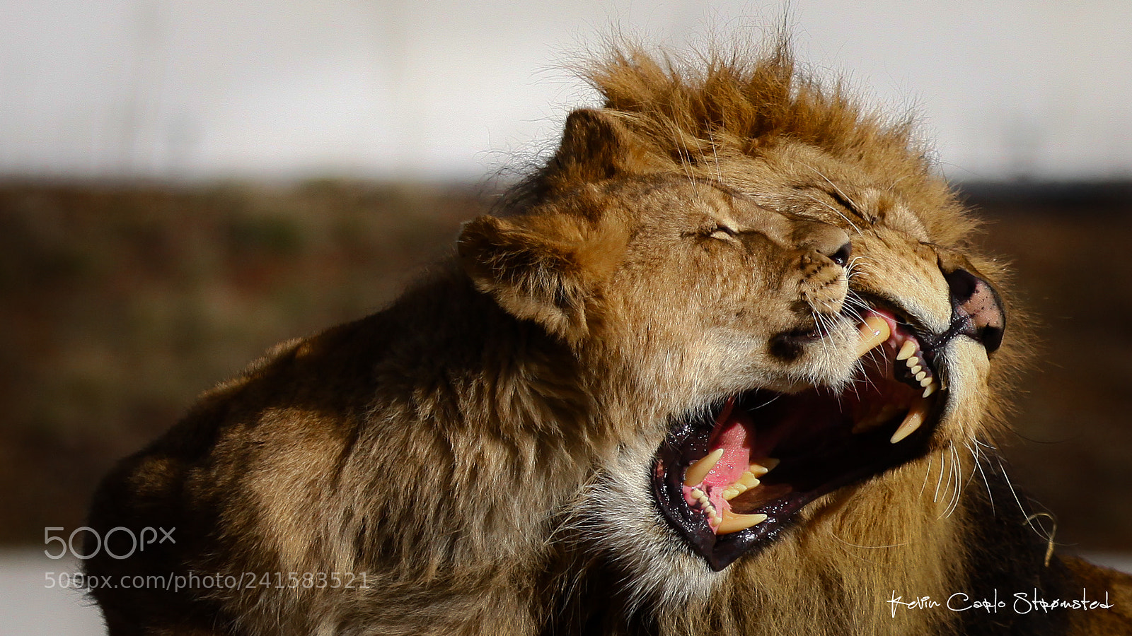 Canon EOS 50D sample photo. Playful photography