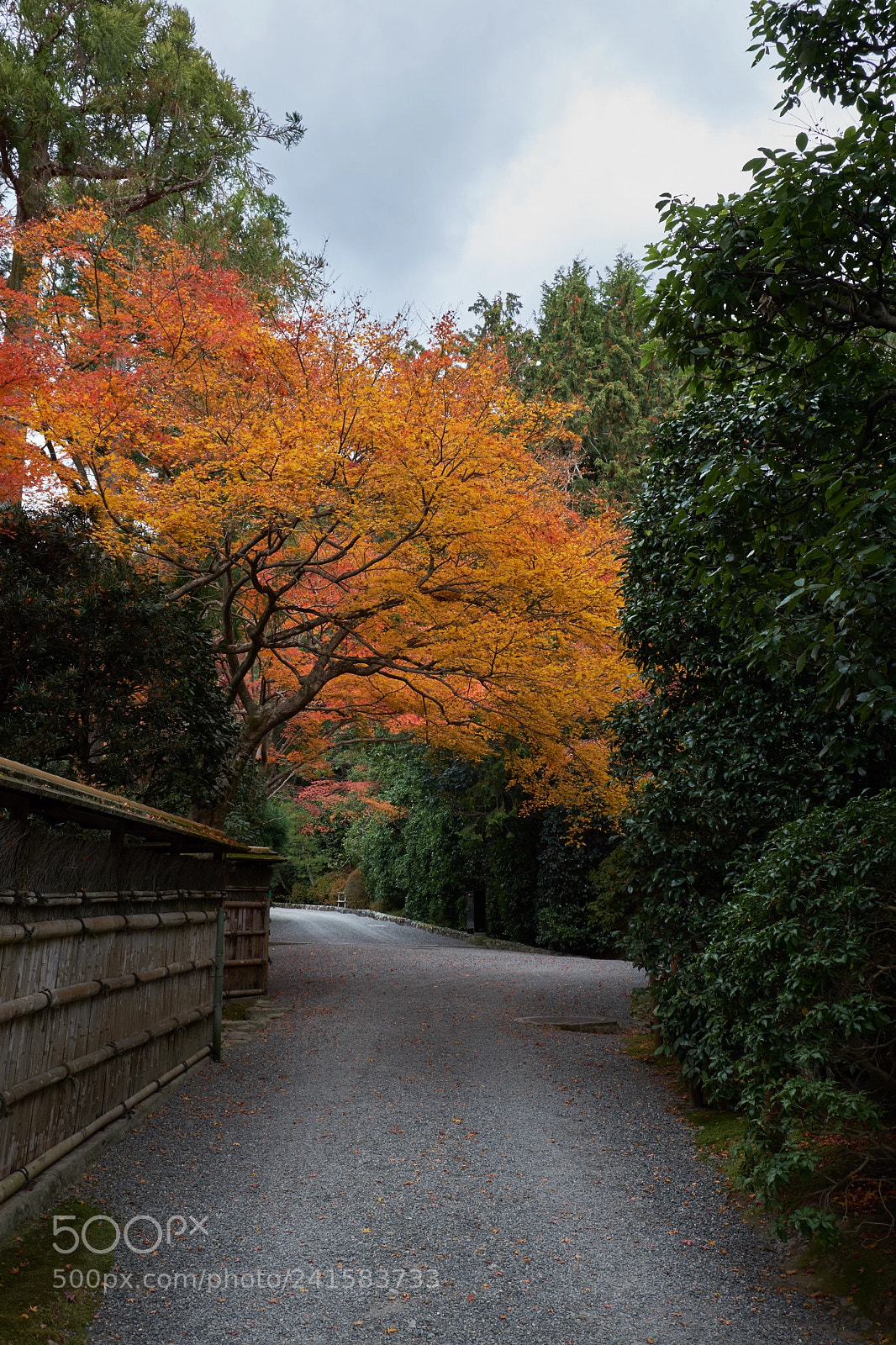 Fujifilm X-T20 sample photo. Autumn path photography