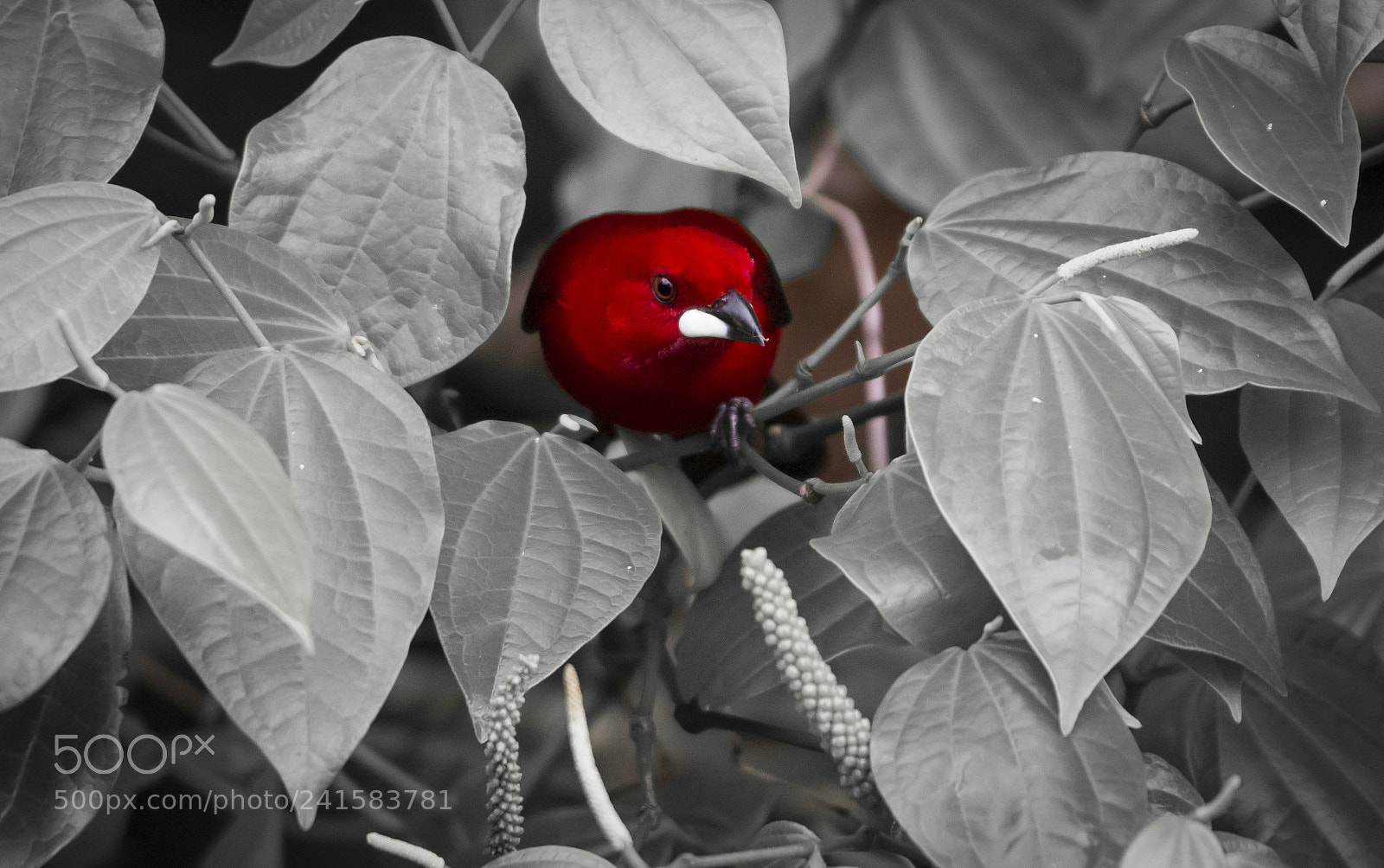 Nikon D7100 sample photo. Brazilian tanager photography
