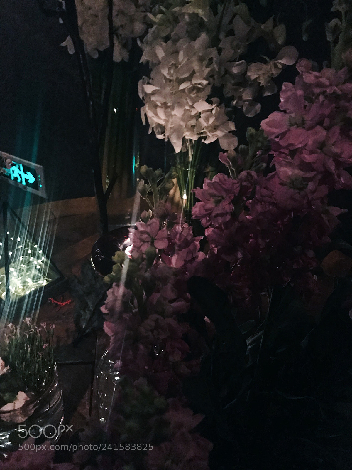 Apple iPhone 7 Plus sample photo. All about flowers photography