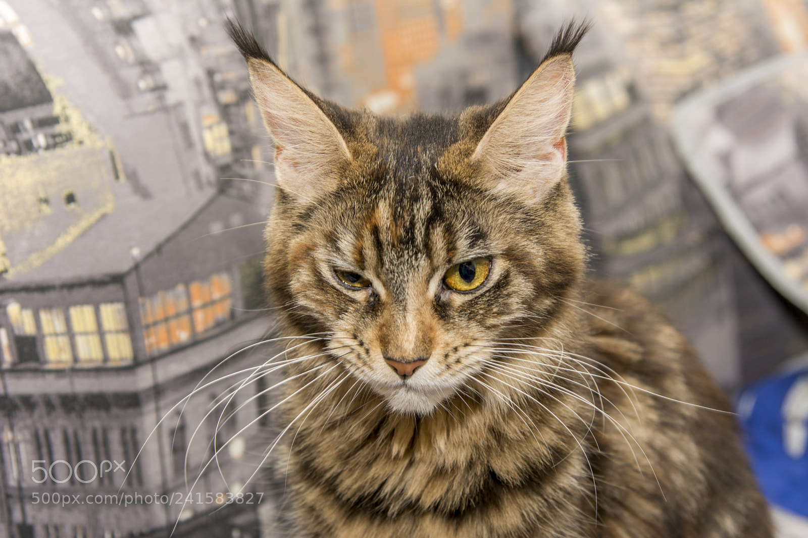 Nikon D7100 sample photo. Mummy cat photography