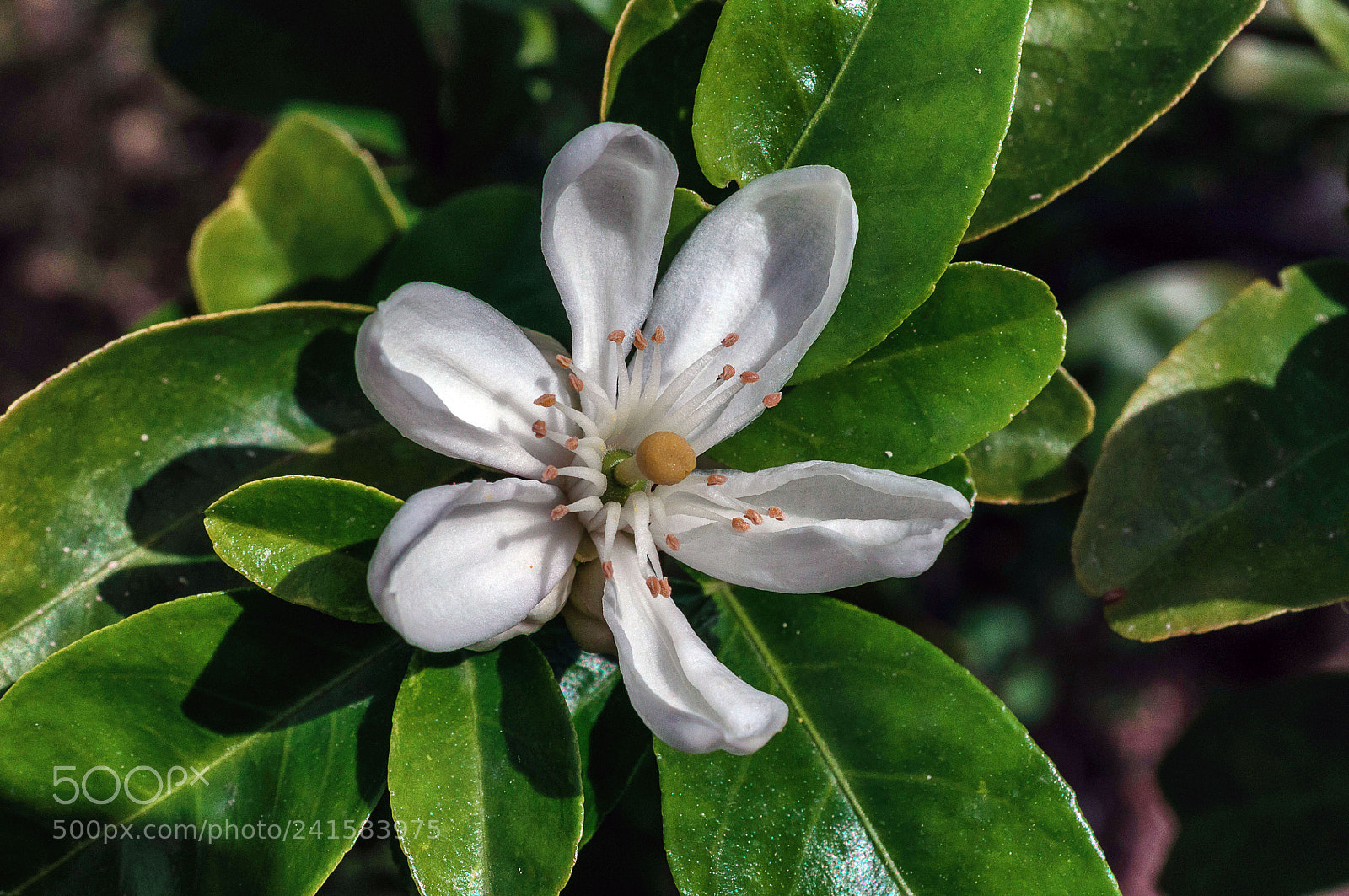 Nikon D90 sample photo. Jardin botanic de soller photography