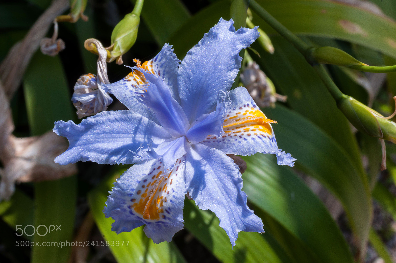 Nikon D90 sample photo. Jardin botanic de soller photography