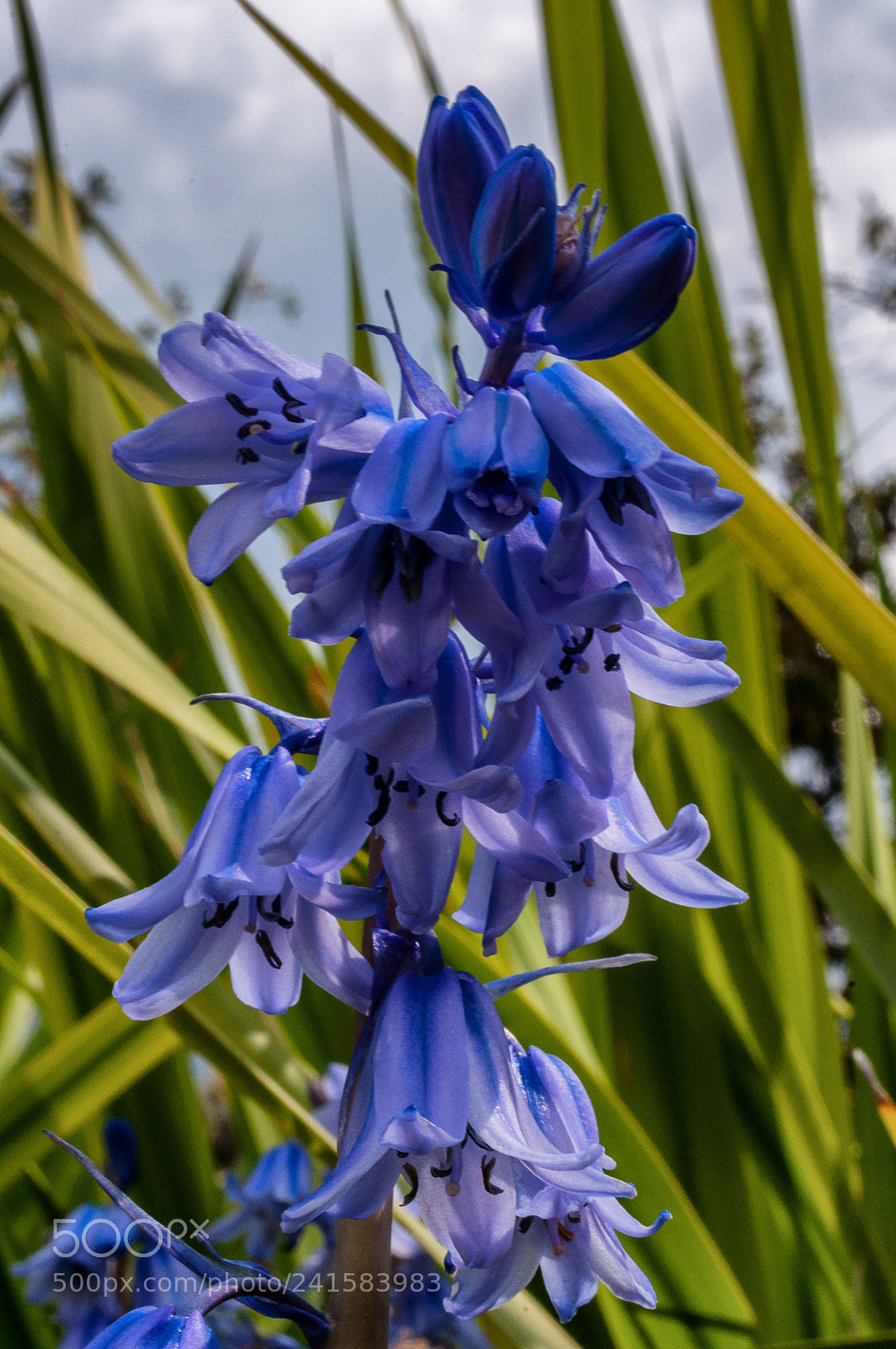 Nikon D90 sample photo. Jardin botanic de soller photography