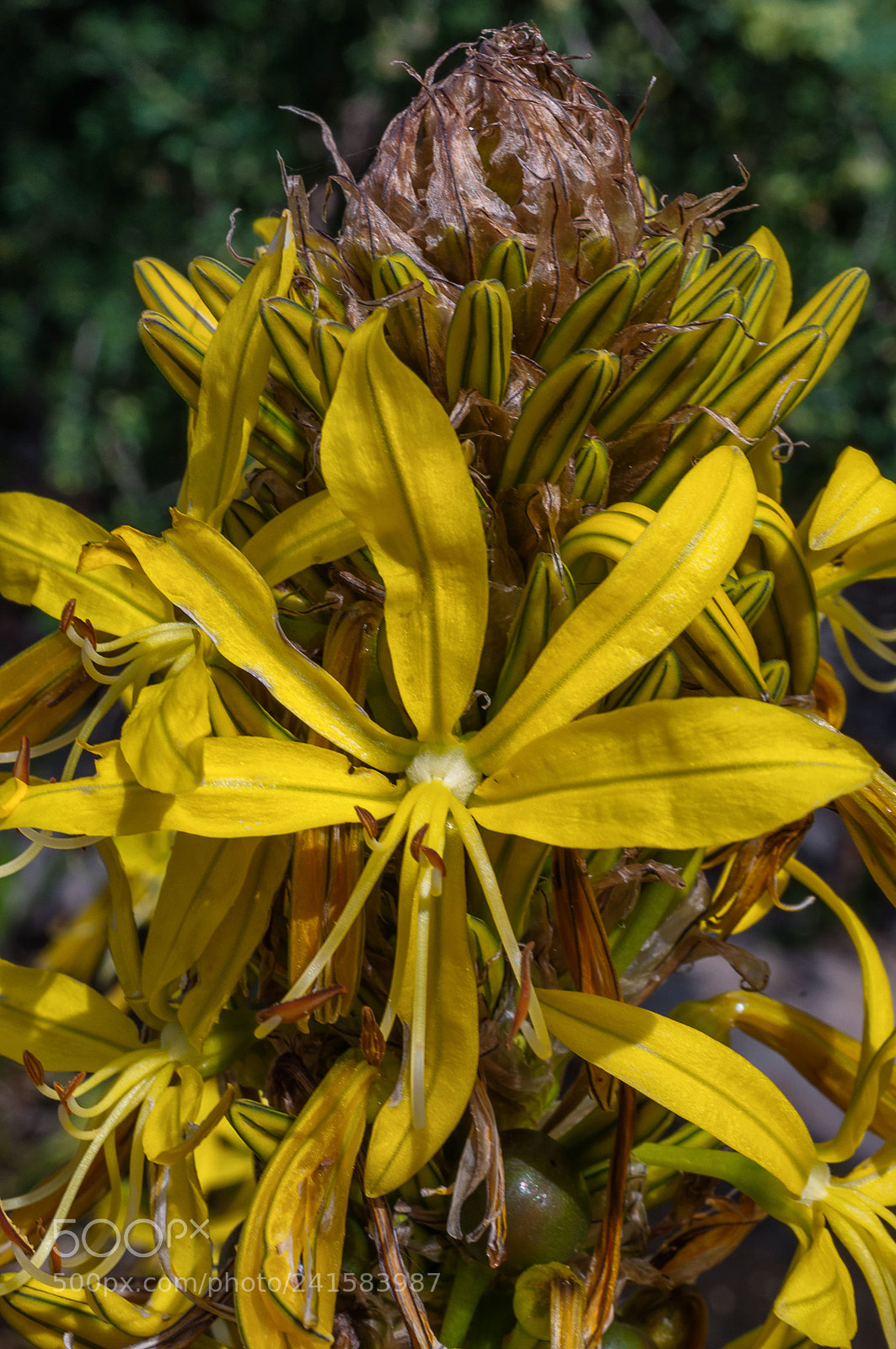 Nikon D90 sample photo. Jardin botanic de soller photography