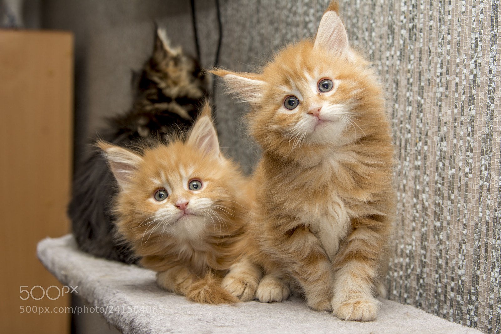 Nikon D7100 sample photo. Kitty photography