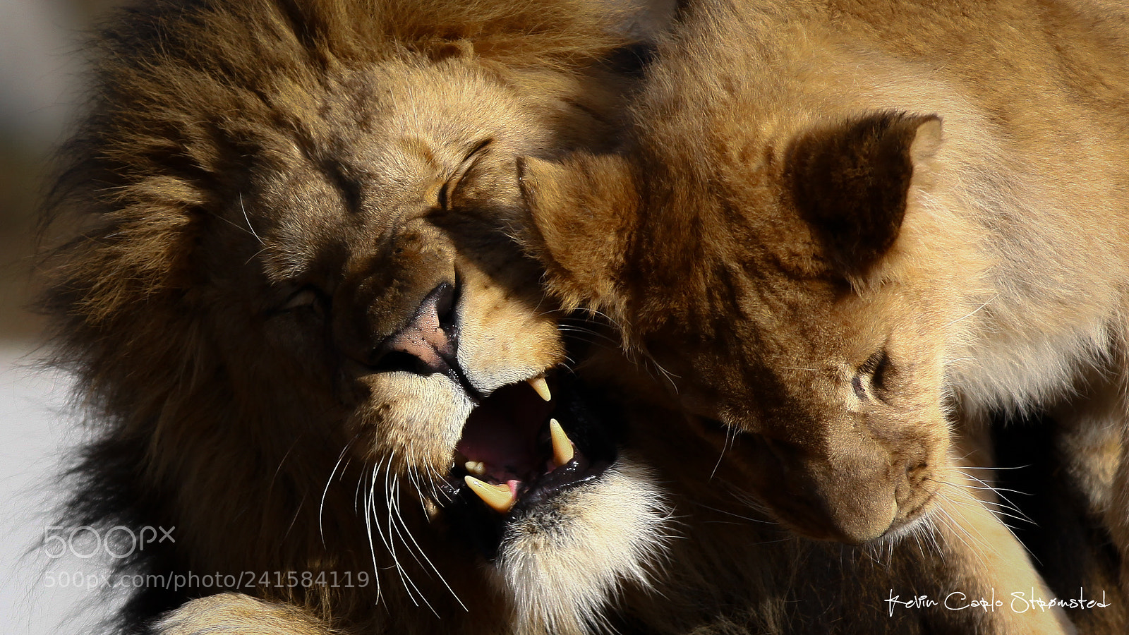 Canon EOS 50D sample photo. Playing lions photography
