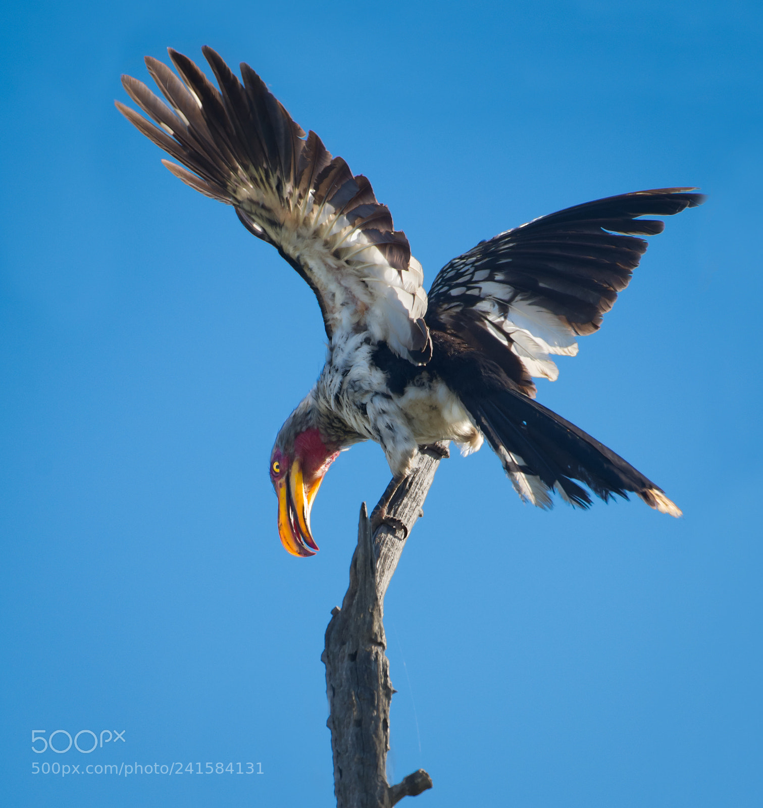 Nikon D500 sample photo. Southern yellow-billed hornbill mating photography
