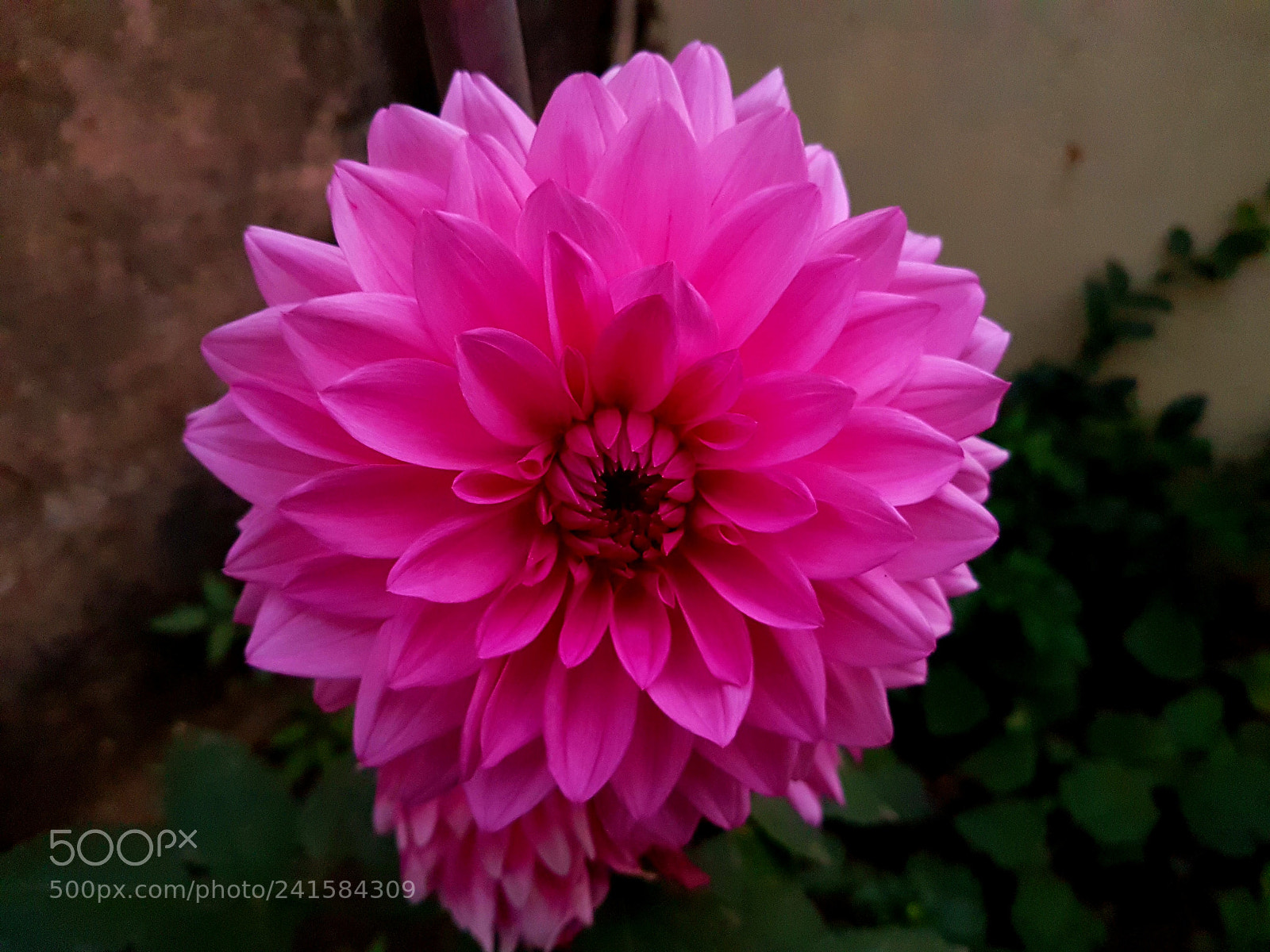 Samsung Galaxy S7 Edge sample photo. Pink dahlia photography