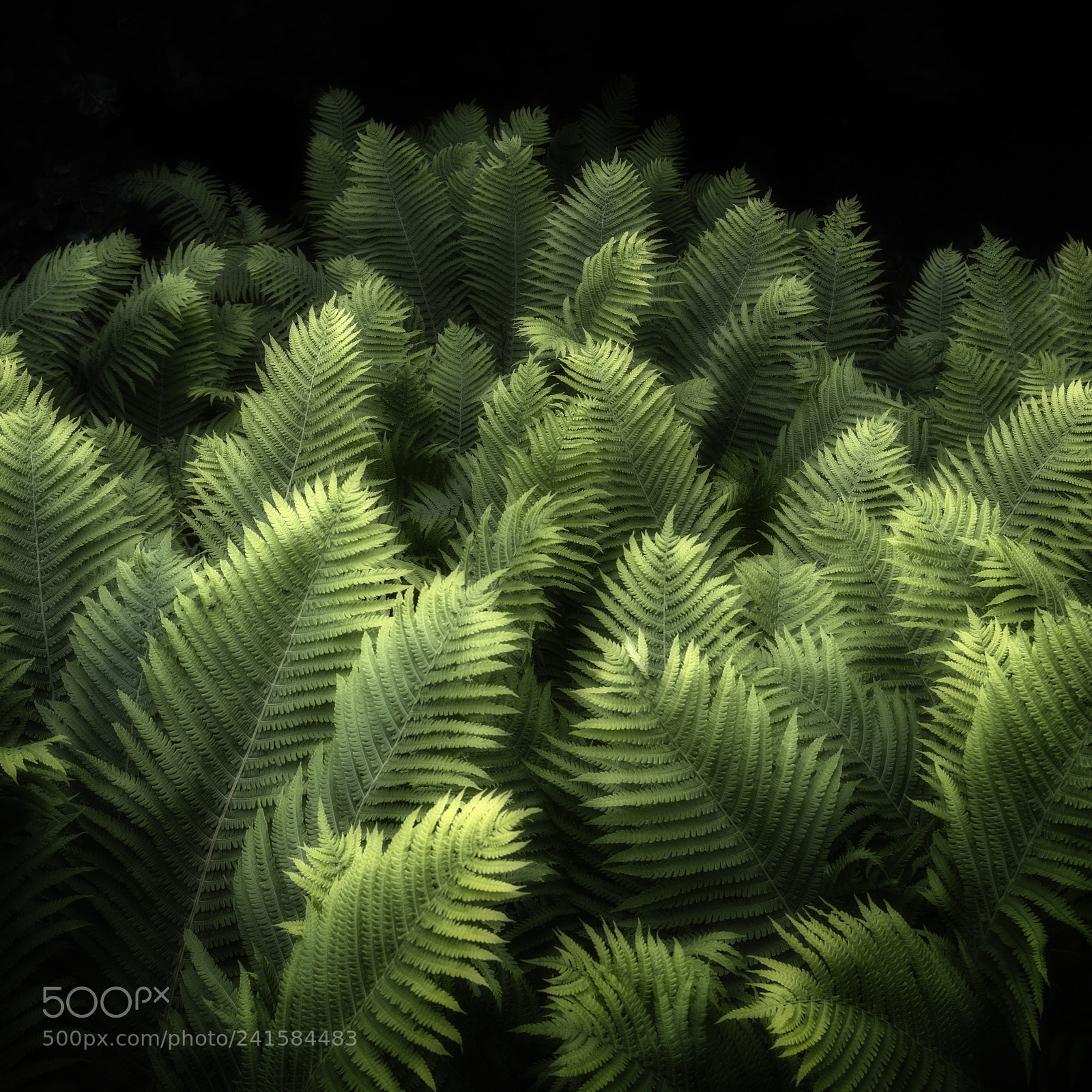 Nikon D500 sample photo. Ferns photography