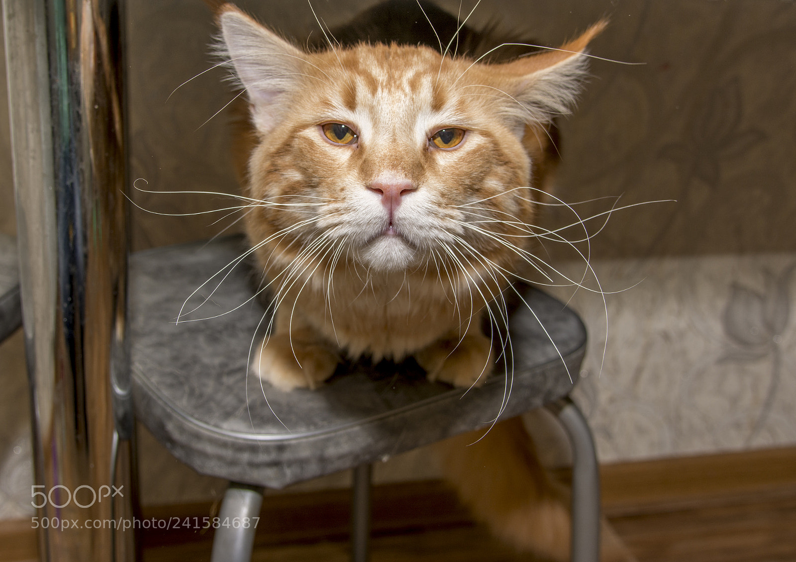 Nikon D7100 sample photo. Huge daddy maine coon photography