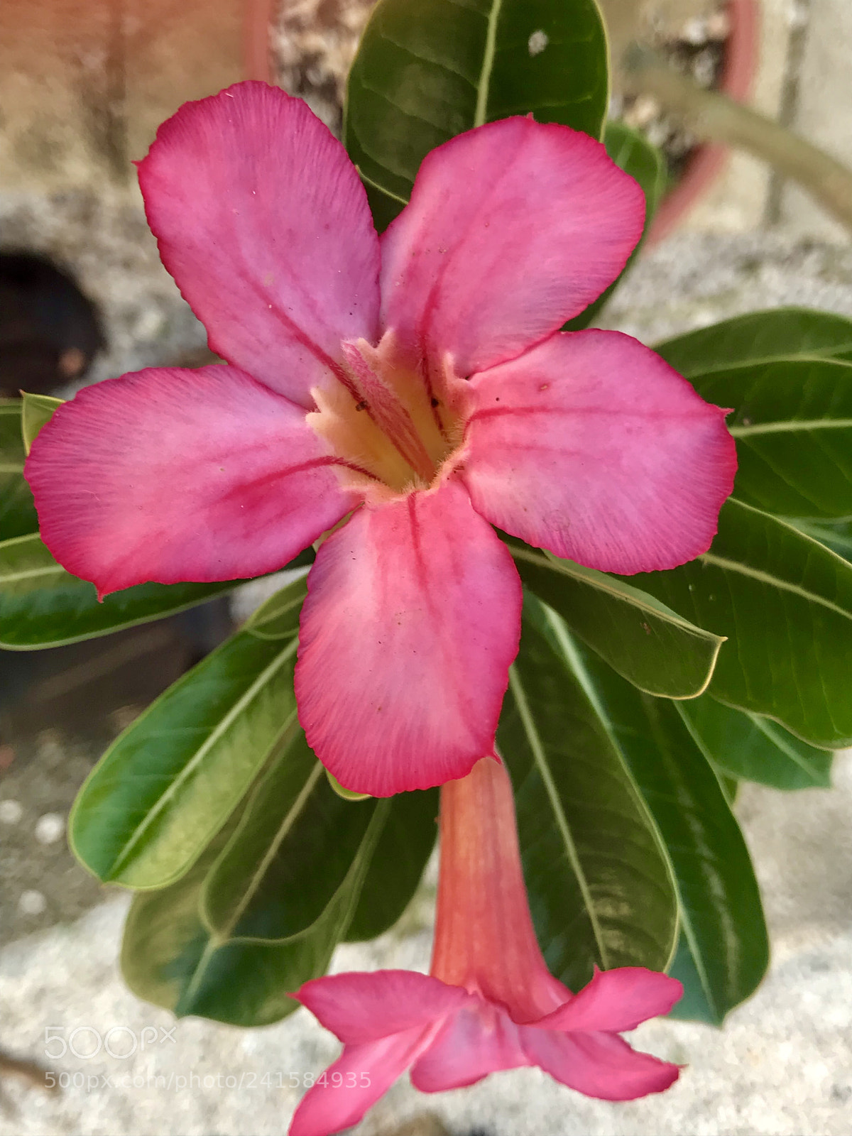 Apple iPhone 7 sample photo. Flora photography