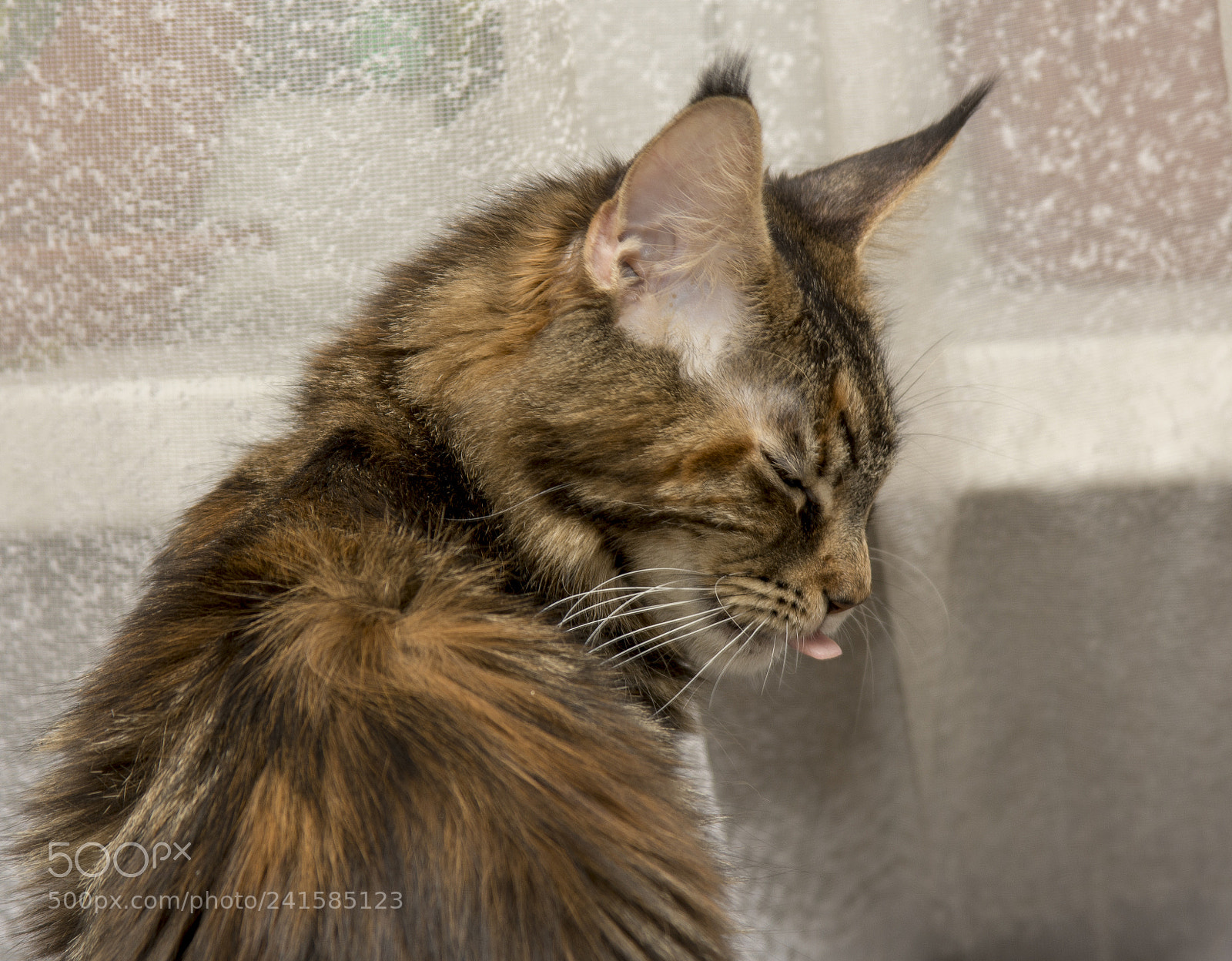 Nikon D7100 sample photo. Pretty mummy cat photography