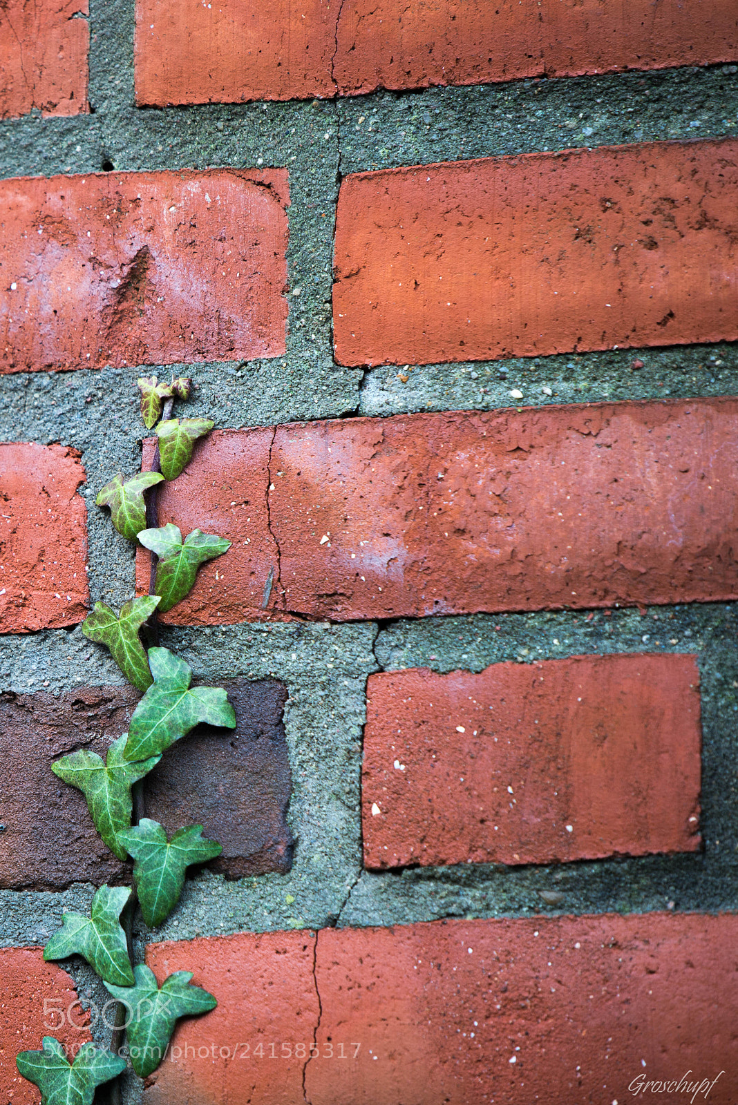 Nikon D600 sample photo. Ivy photography
