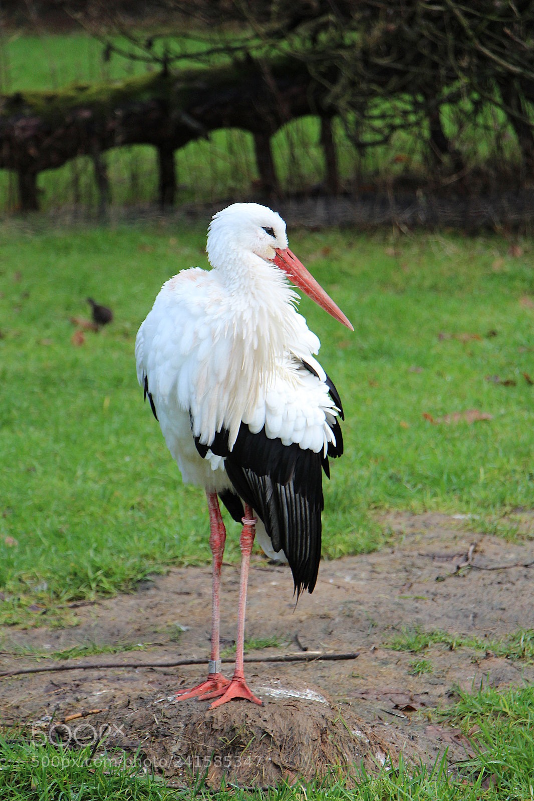 Canon EOS 650D (EOS Rebel T4i / EOS Kiss X6i) sample photo. Dortmund zoo. stork photography